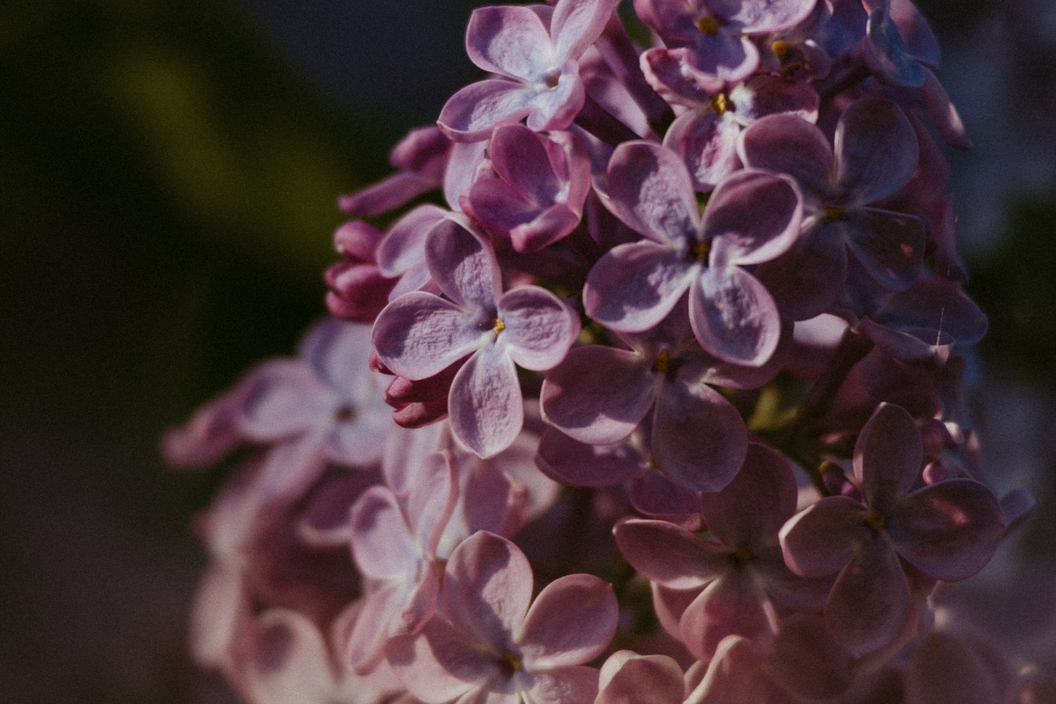 Close up macro photo of light purple lilac blossoms with soft blurred background.