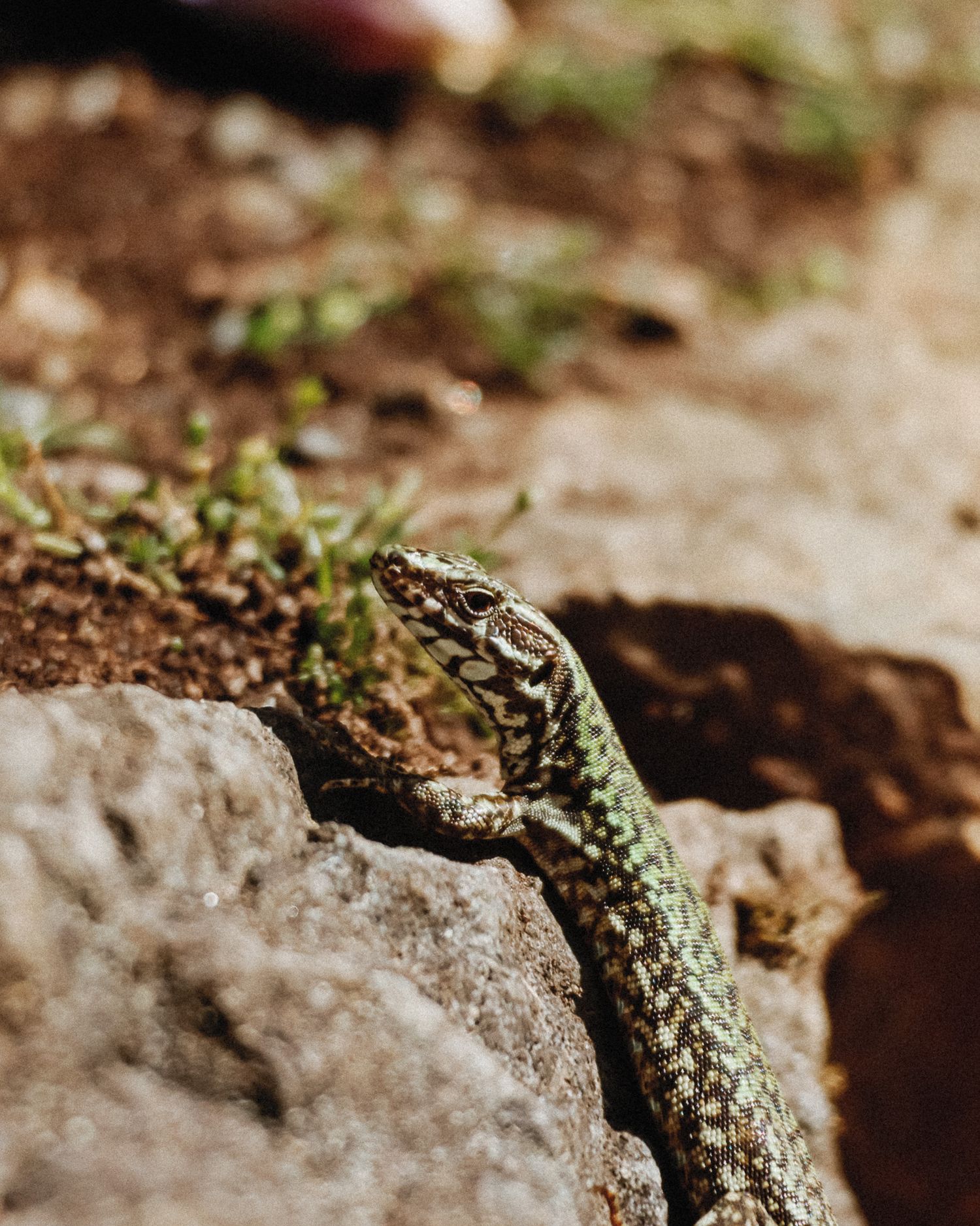 A small green and brown speckled lizard rests on a textured rock surface in natural lighting.