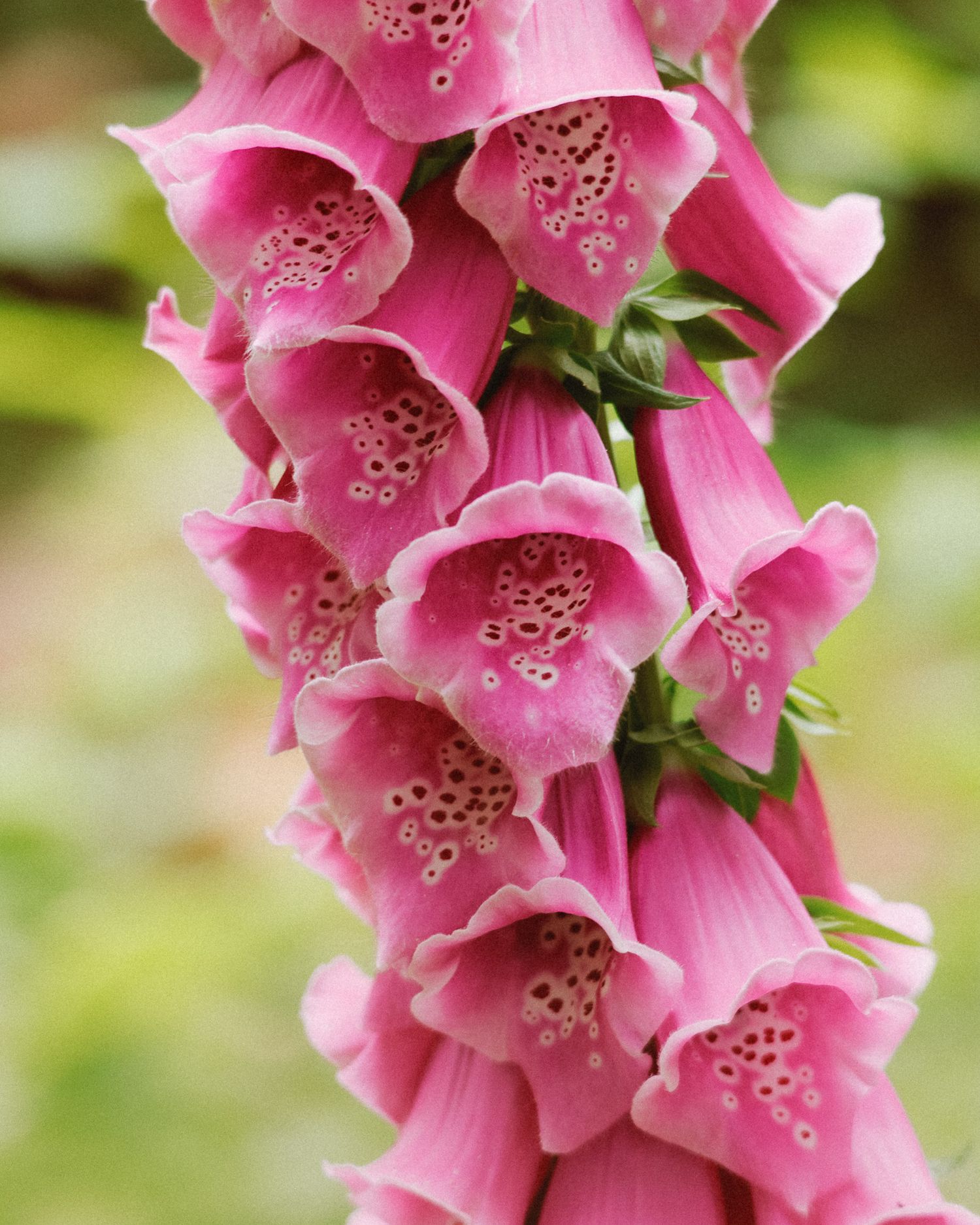 Close-up of vibrant pink foxglove flowers blooming in a vertical cluster against a soft blurred background.