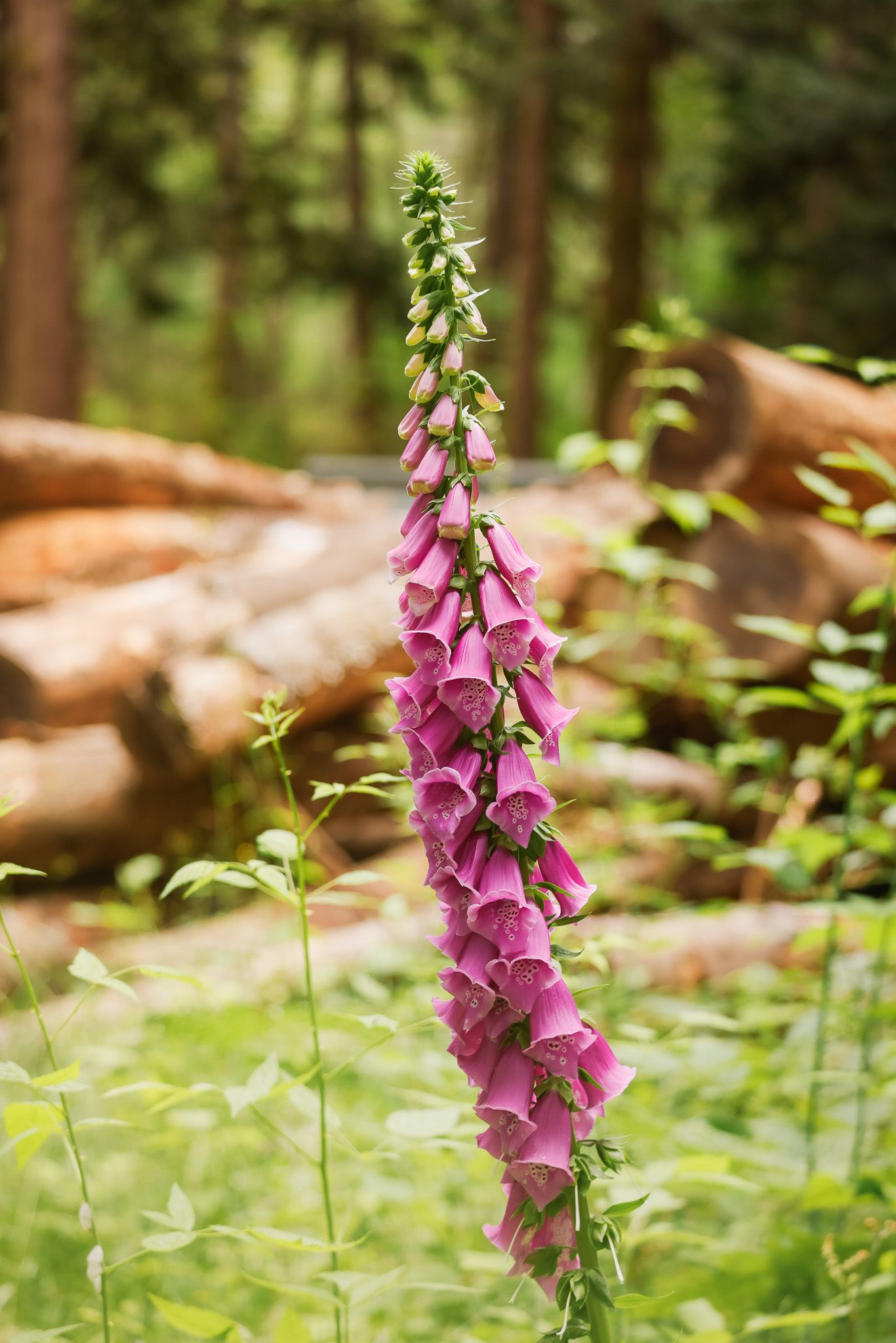 Tall pink foxglove flower spike blooming in a lush forest garden with blurred natural background.