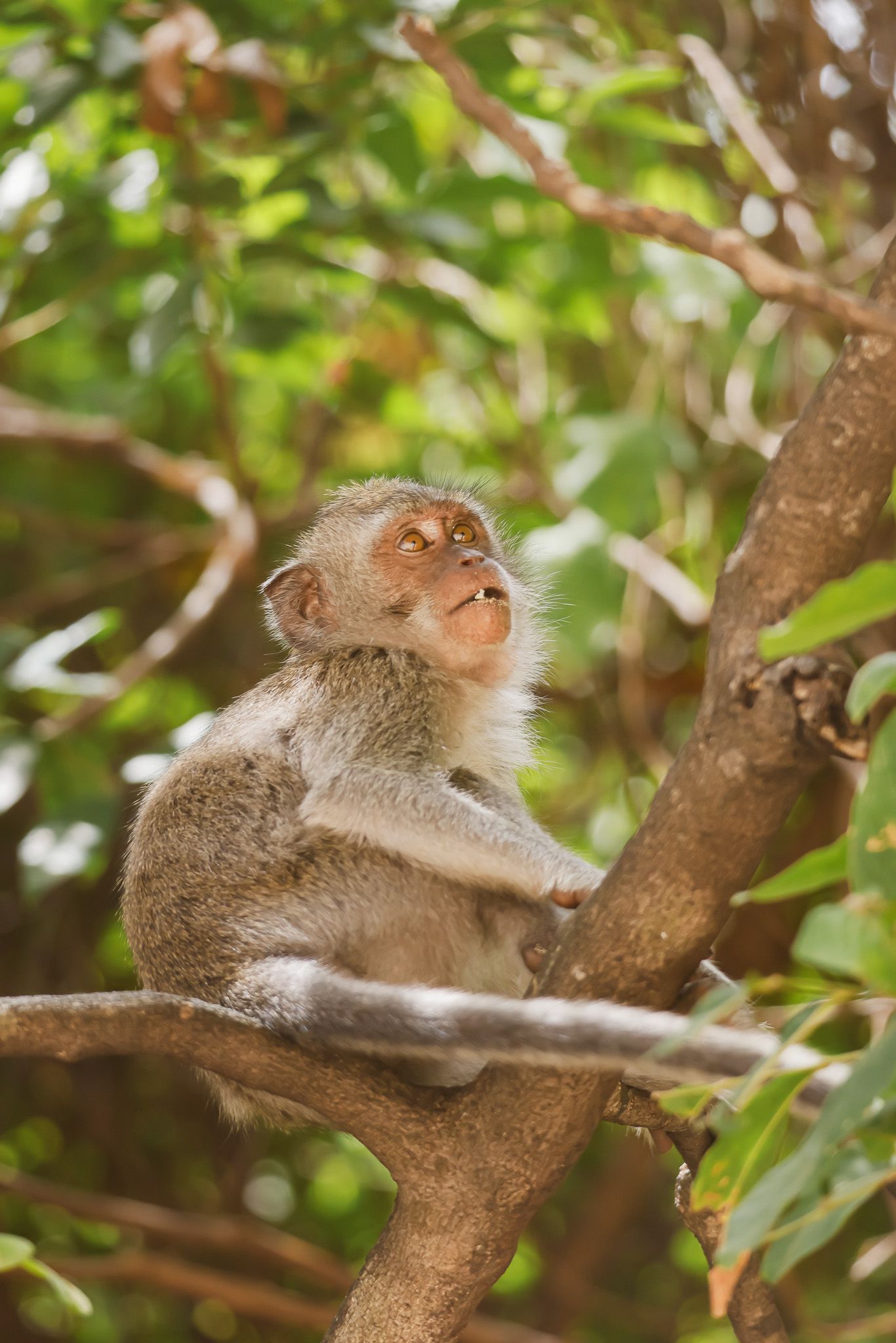 Wild crab-eating macaque monkey resting in a tree branch surrounded by green foliage.