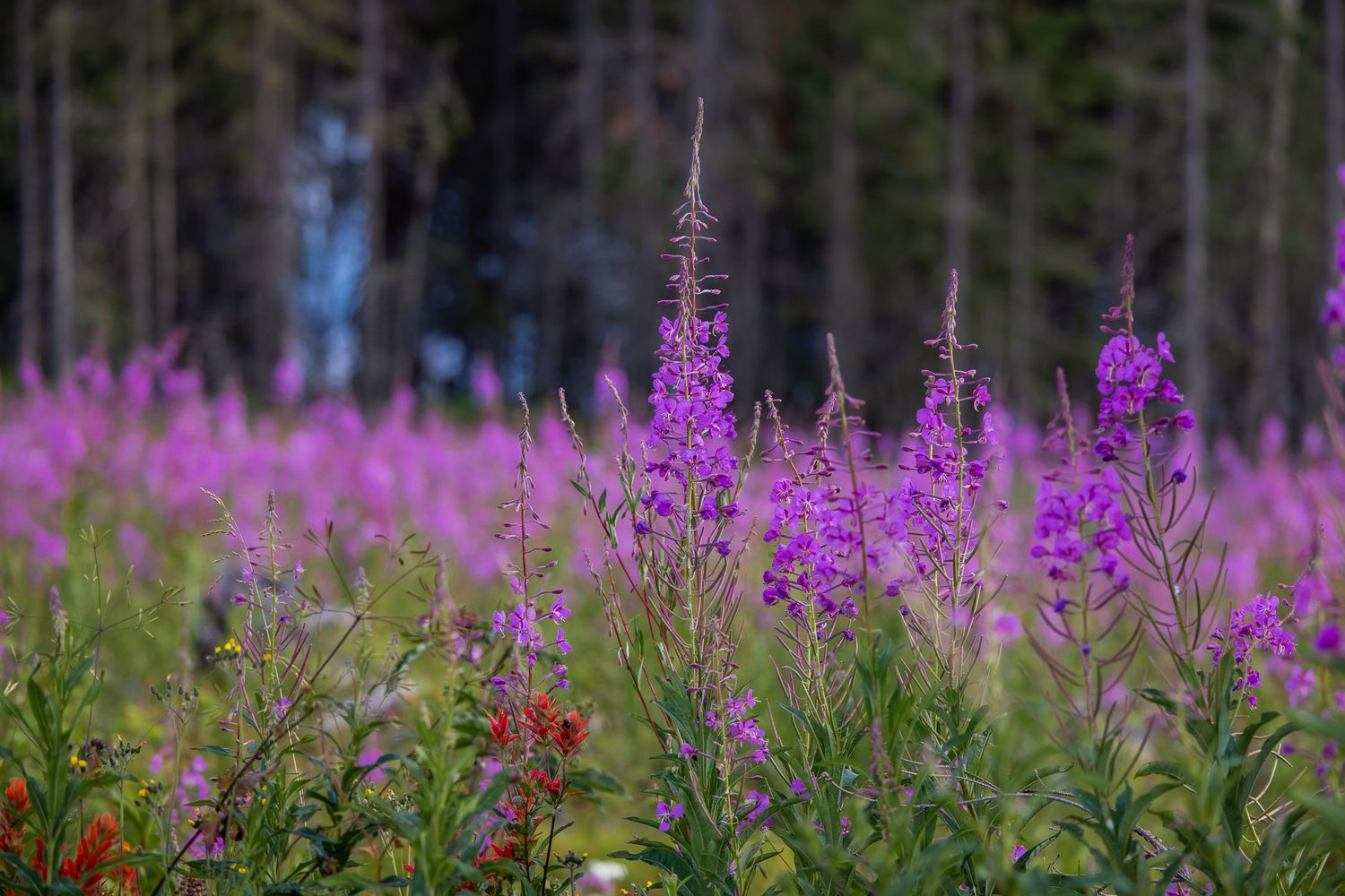 Field of vibrant purple fireweed flowers blooming in front of dark forest landscape.