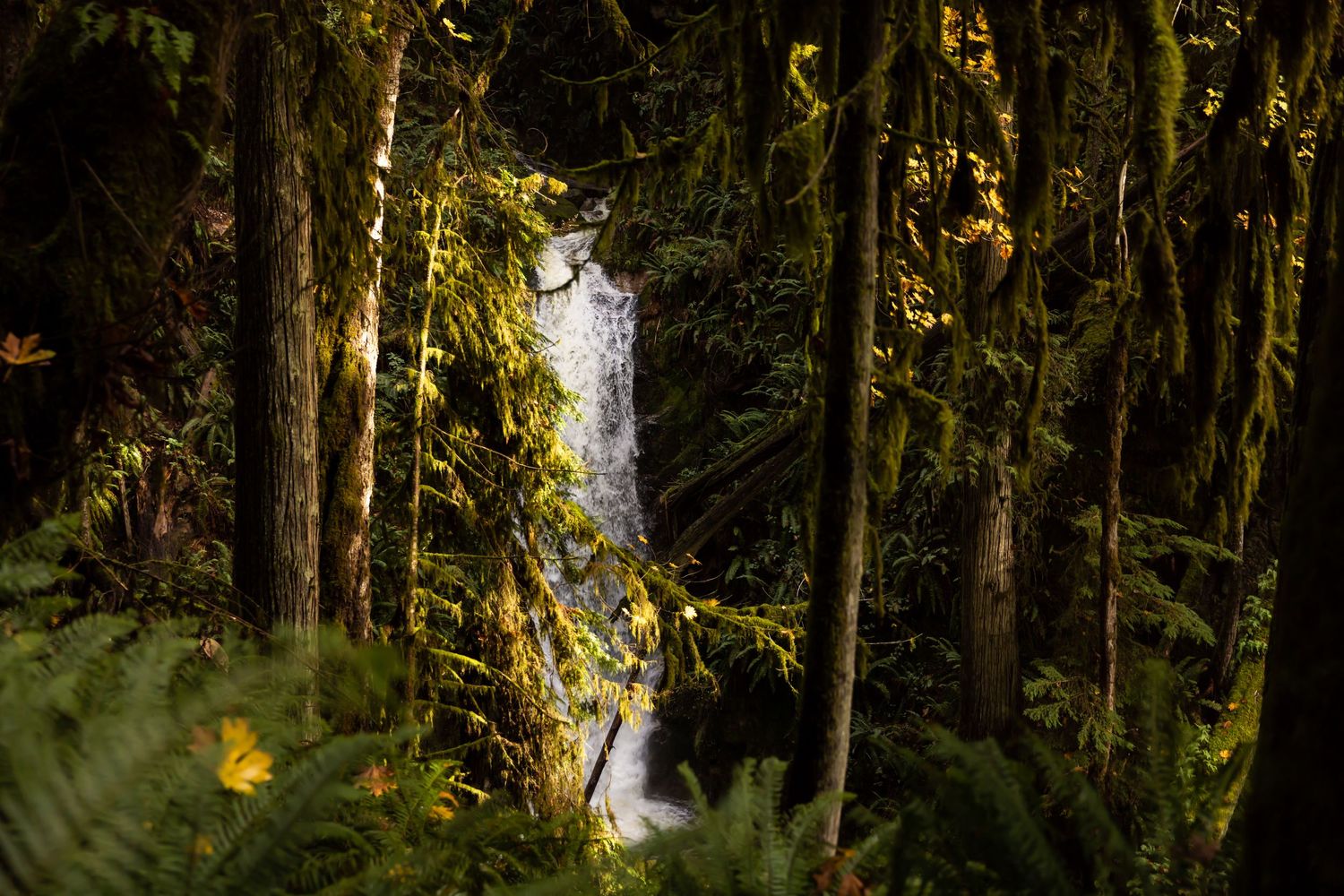 Sunlit waterfall cascades through moss-covered trees in a lush forest setting.