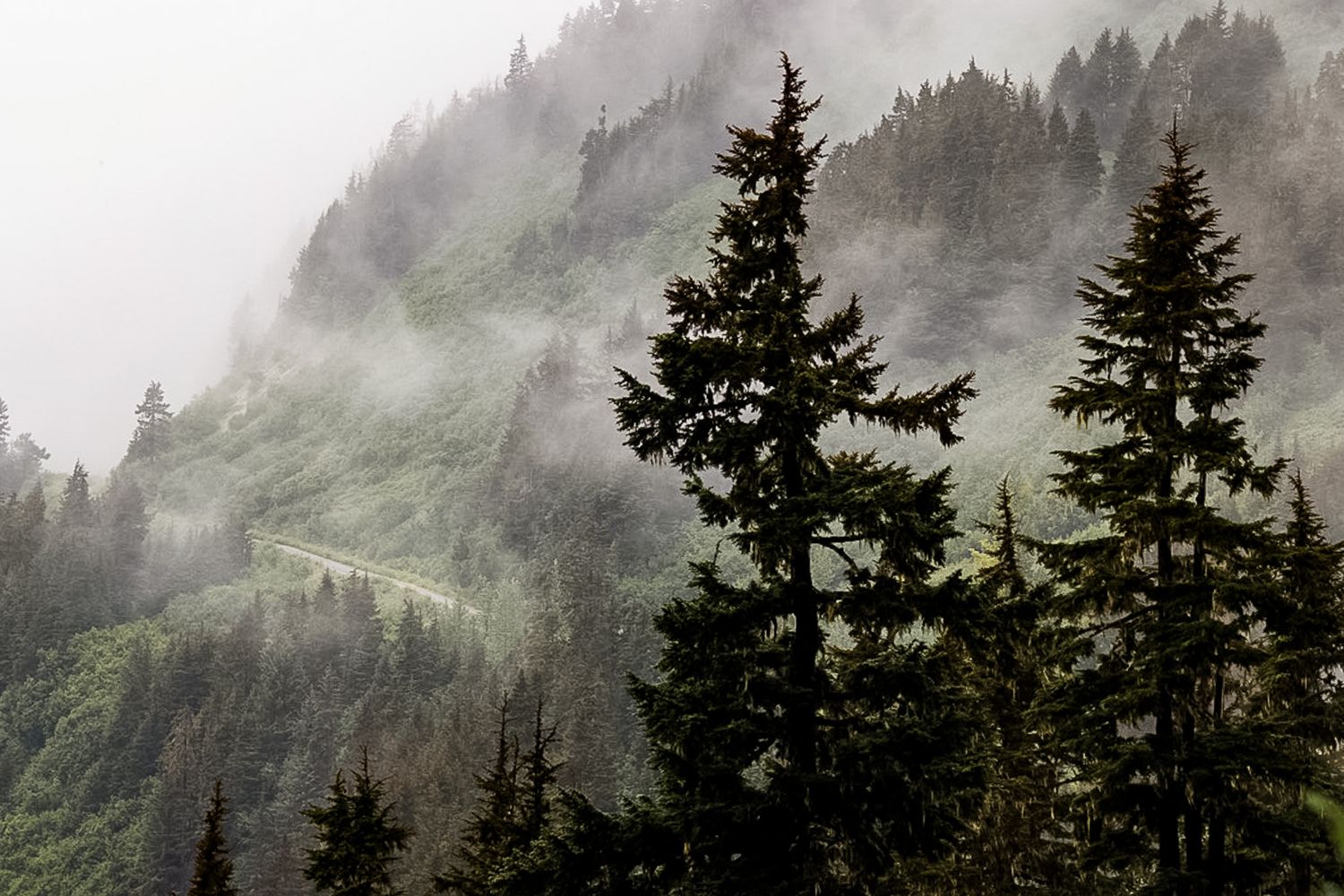 Misty evergreen forest on mountainside with fog rolling through dense pine trees.