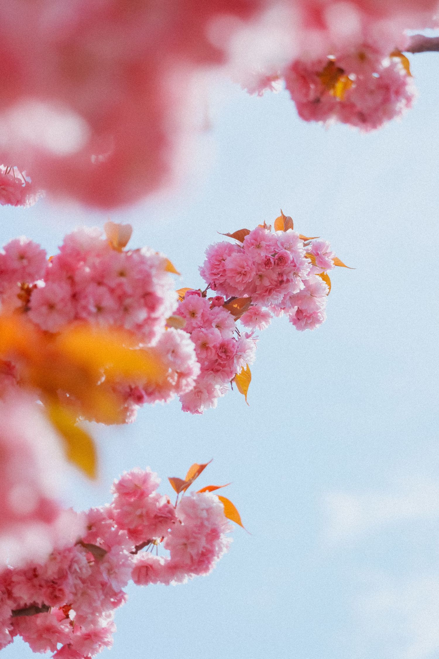 Pink cherry blossom clusters bloom on branches against a soft blue sky in spring.
