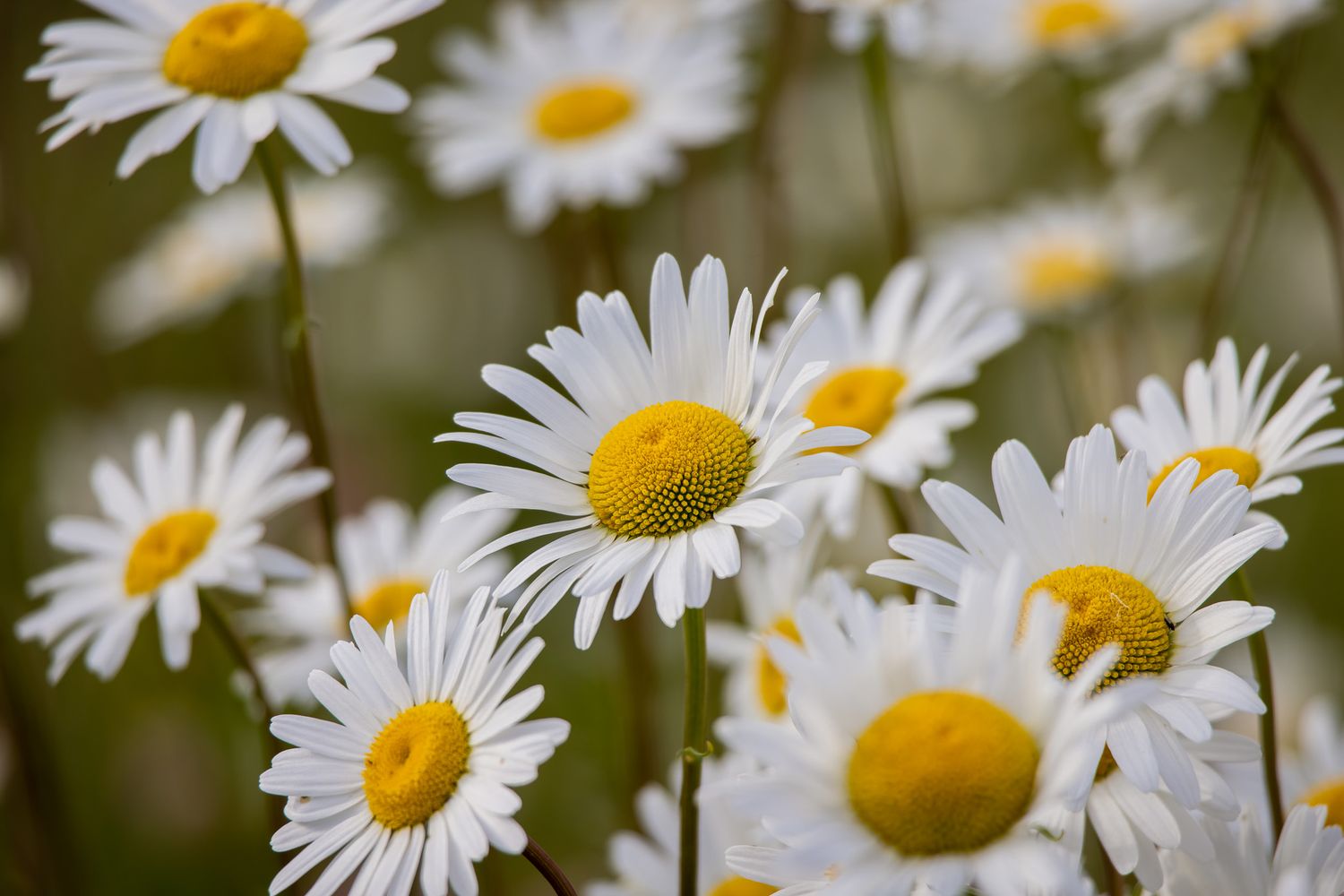 Cluster of white daisy flowers with yellow centers in soft focus.