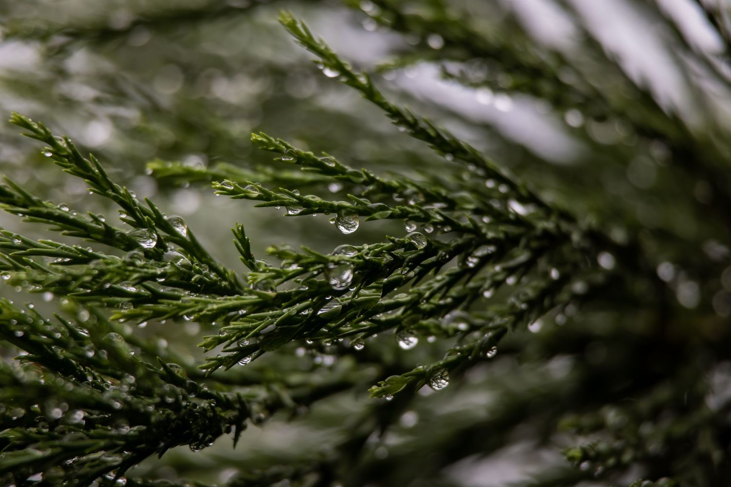 Raindrops cling to green pine needles in a macro shot showing detailed water droplets on evergreen branches.