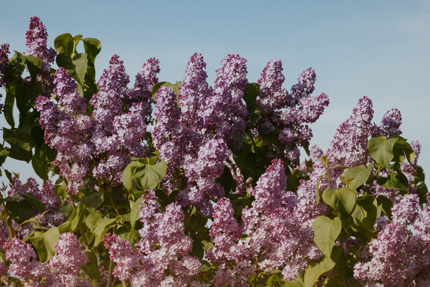 Large blooming lilac bush with clusters of purple flowers against blue sky.