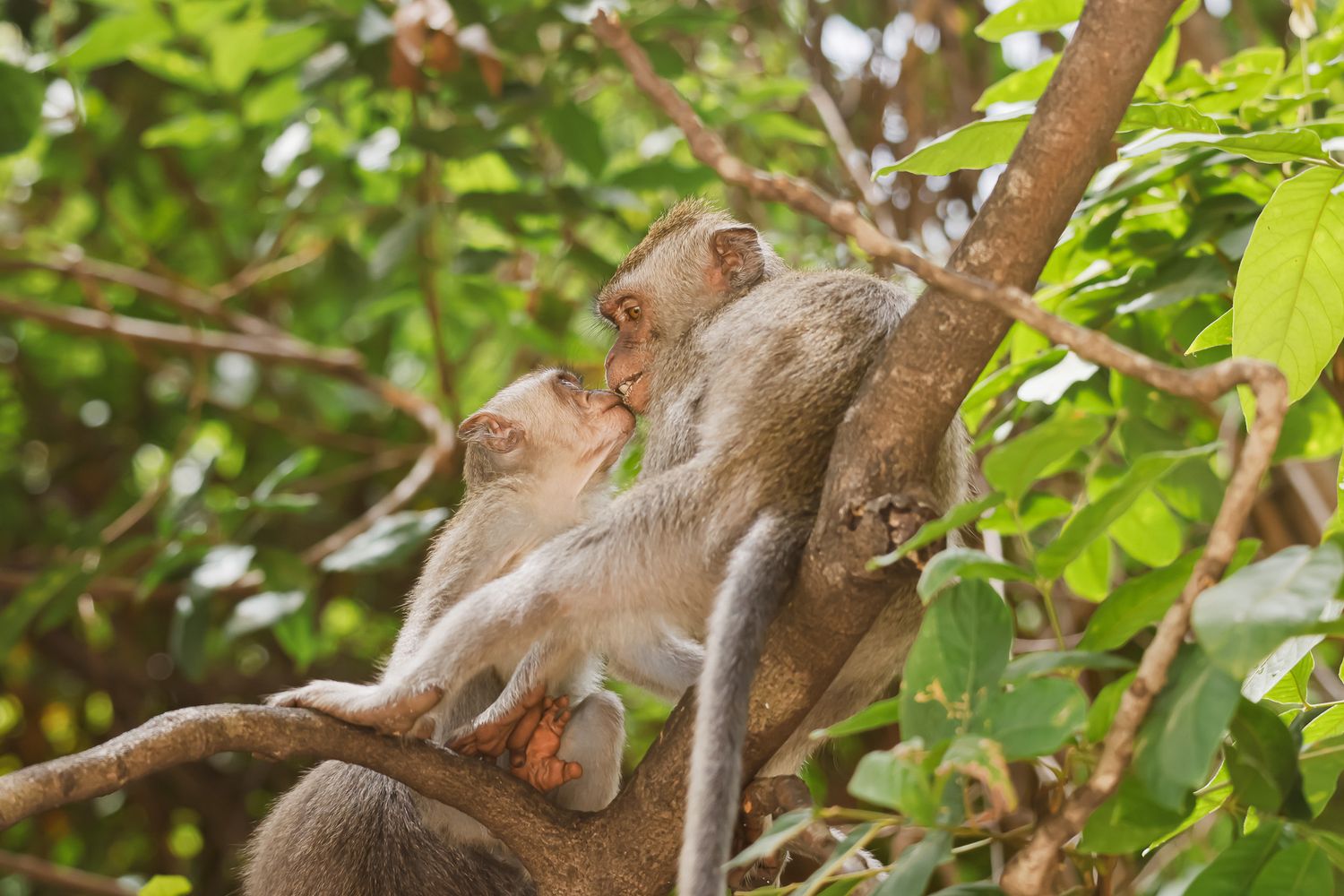 A group of macaque monkeys perched on tree branches interact and groom each other in a tropical forest setting.
