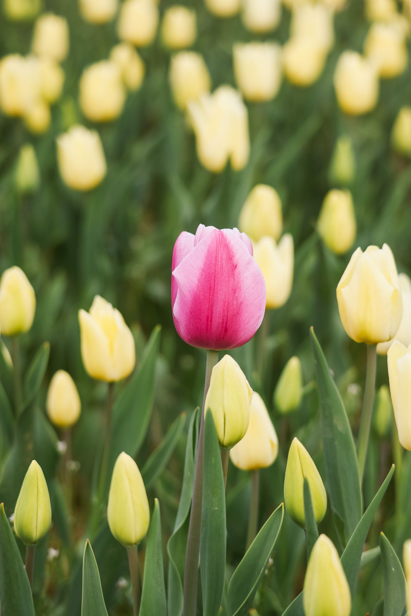 A single pink tulip stands out among a field of yellow tulips with green stems in soft focus background.