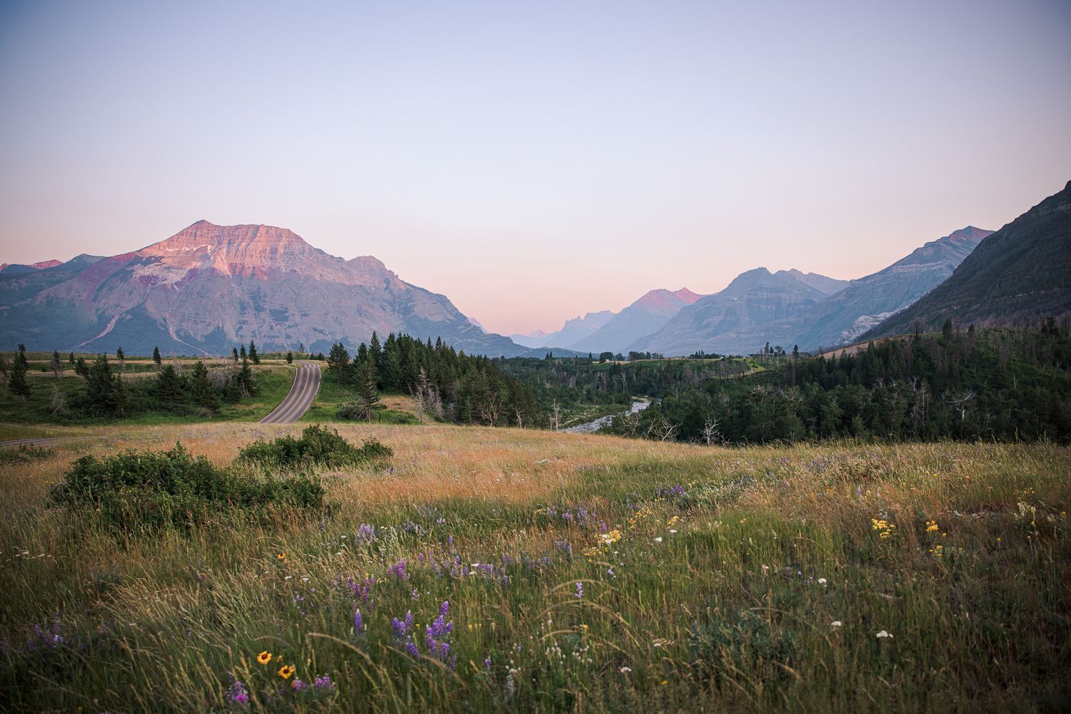 Mountain landscape with wildflowers in the foreground and snow-capped peaks glowing pink at sunset in Waterton Lakes.