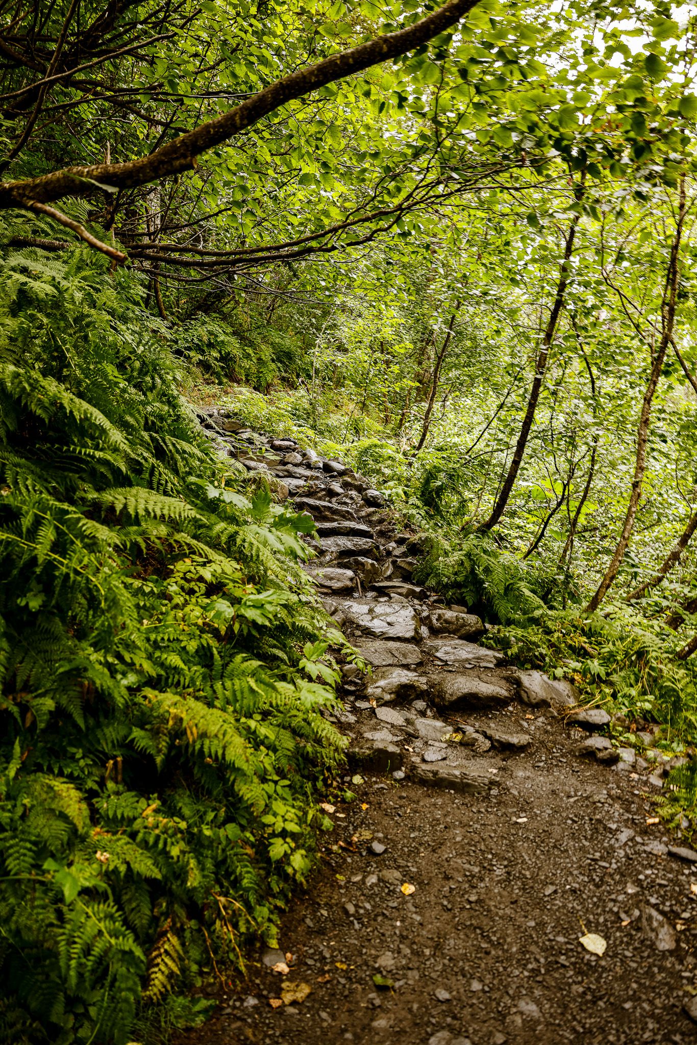 Stone steps wind through a lush green forest trail covered in ferns and moss.