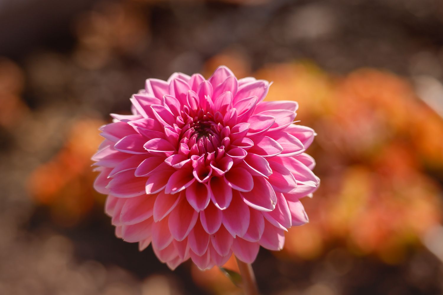 A vibrant pink dahlia flower in full bloom with layered petals against a blurred brown background.