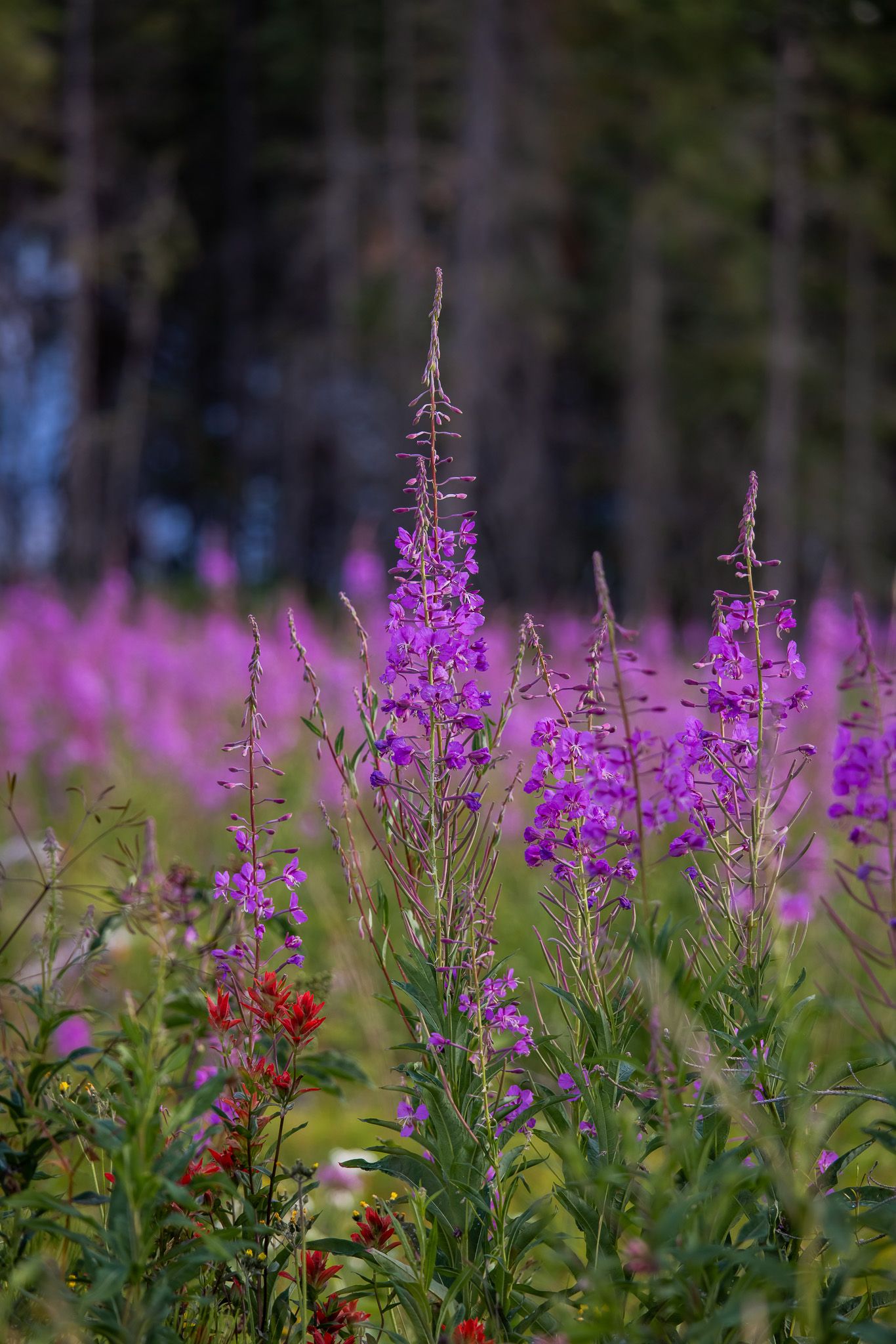 Purple fireweed flowers bloom vibrantly against a blurred forest backdrop in summer.