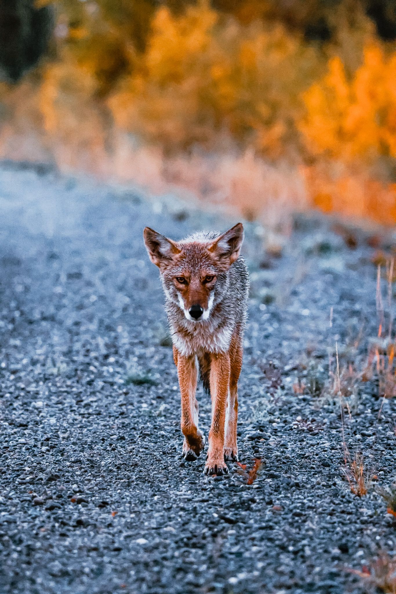 Coyote walks along a gravel path with autumn foliage glowing orange in the background.