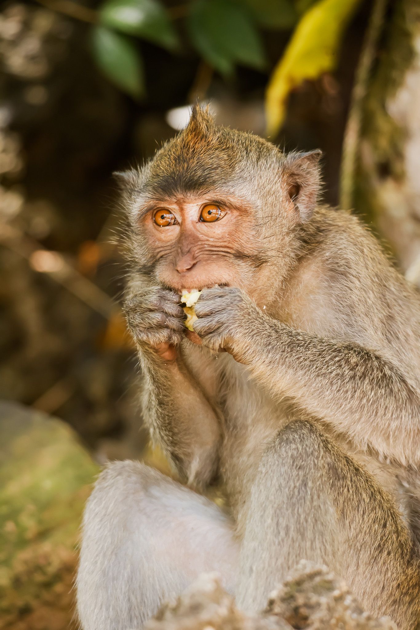 Three close-up profile portraits of a macaque monkey showing its facial expressions in natural habitat.