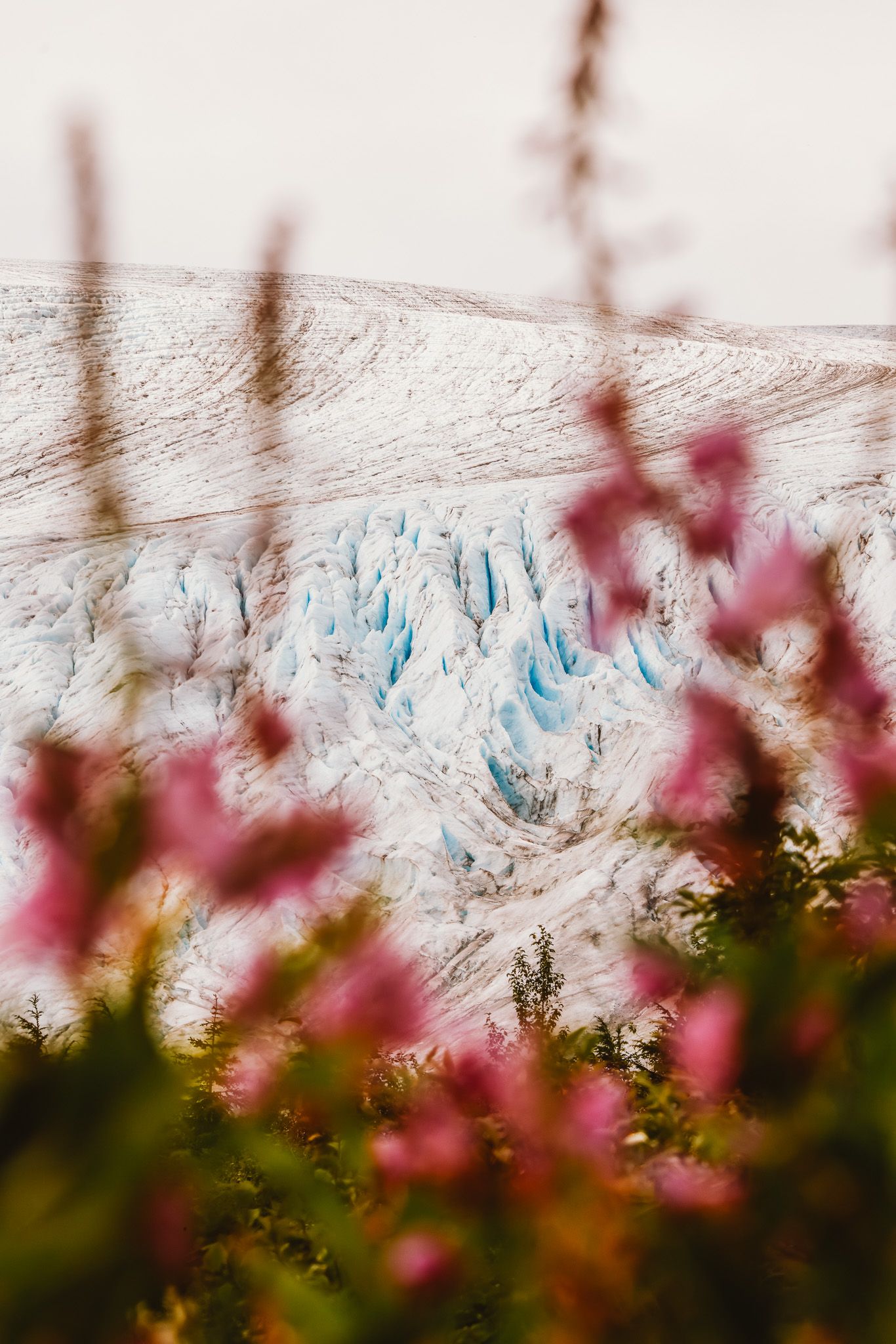 Blue glacial ice formations viewed through pink wildflowers in the foreground.