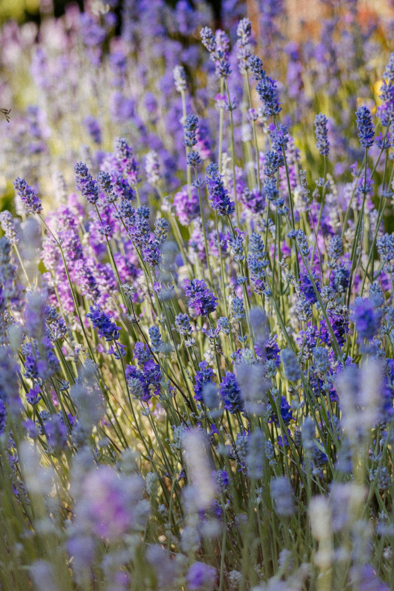 Ethereal purple lavender flowers backlit in garden with dreamy bokeh effect.