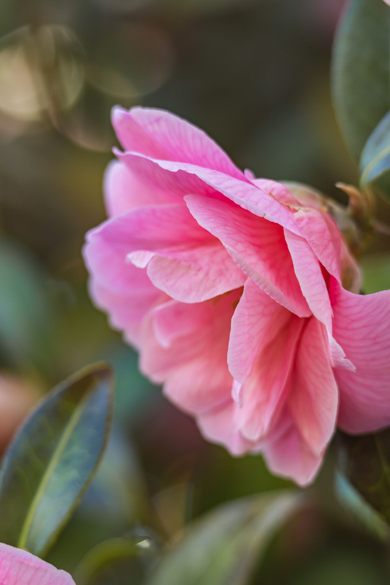 A delicate pink camellia flower in bloom with glossy green leaves in soft focus background.