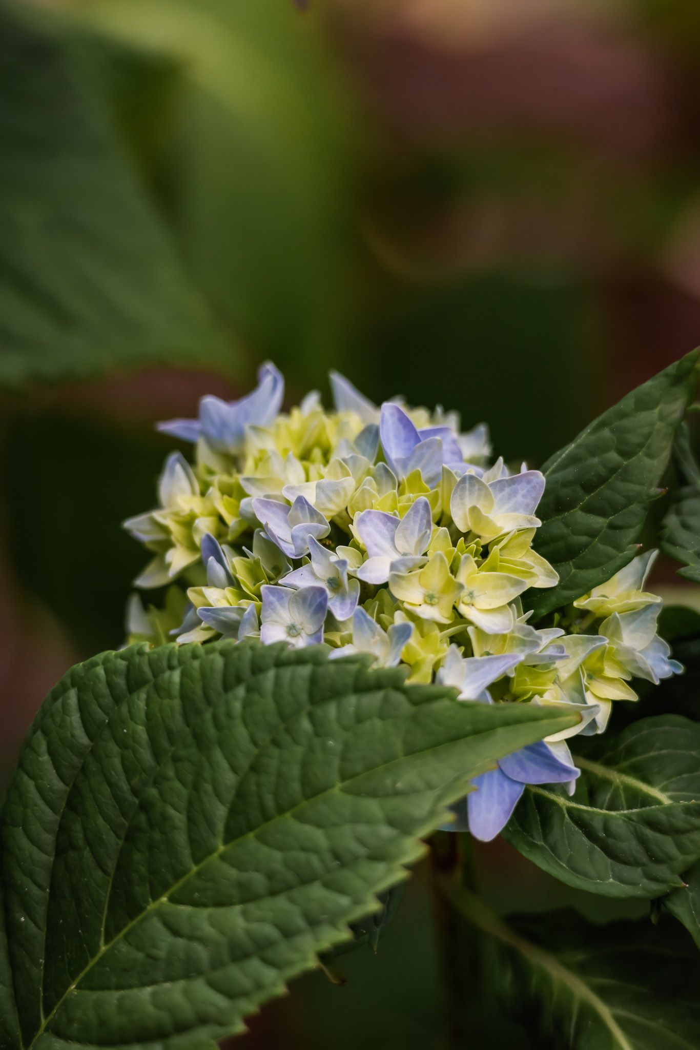 Close-up of a blue and yellow hydrangea flower bloom with large green leaves in soft natural lighting.