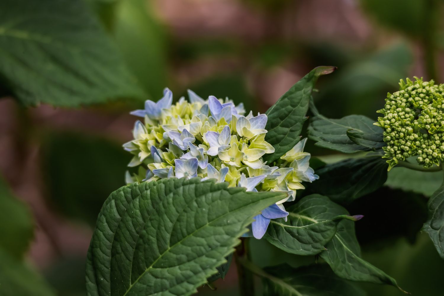 Close-up photograph of a blooming hydrangea flower with blue and yellow petals surrounded by dark green leaves.