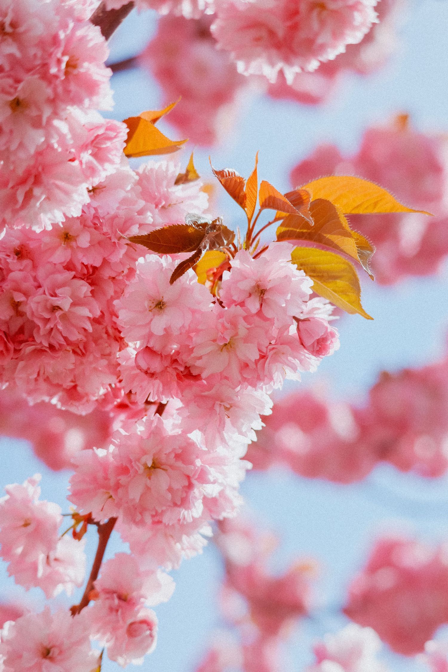 Close-up of vibrant pink cherry blossom clusters with golden leaves against a soft blue sky in spring.
