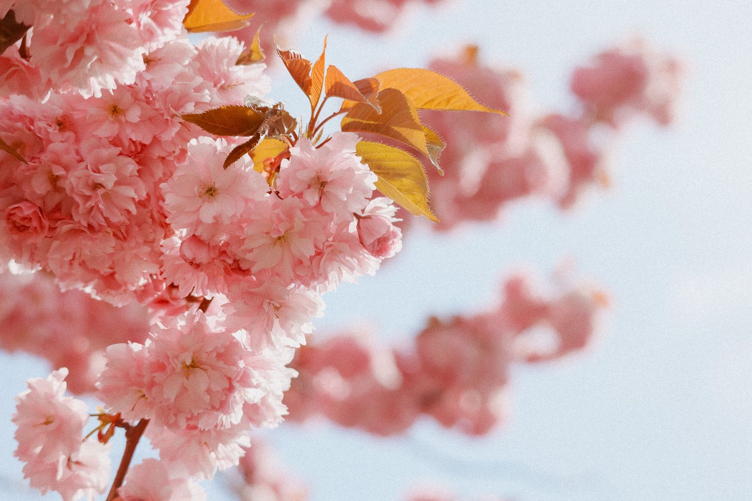 Pink cherry blossom branches in full bloom against a soft blue sky in spring.