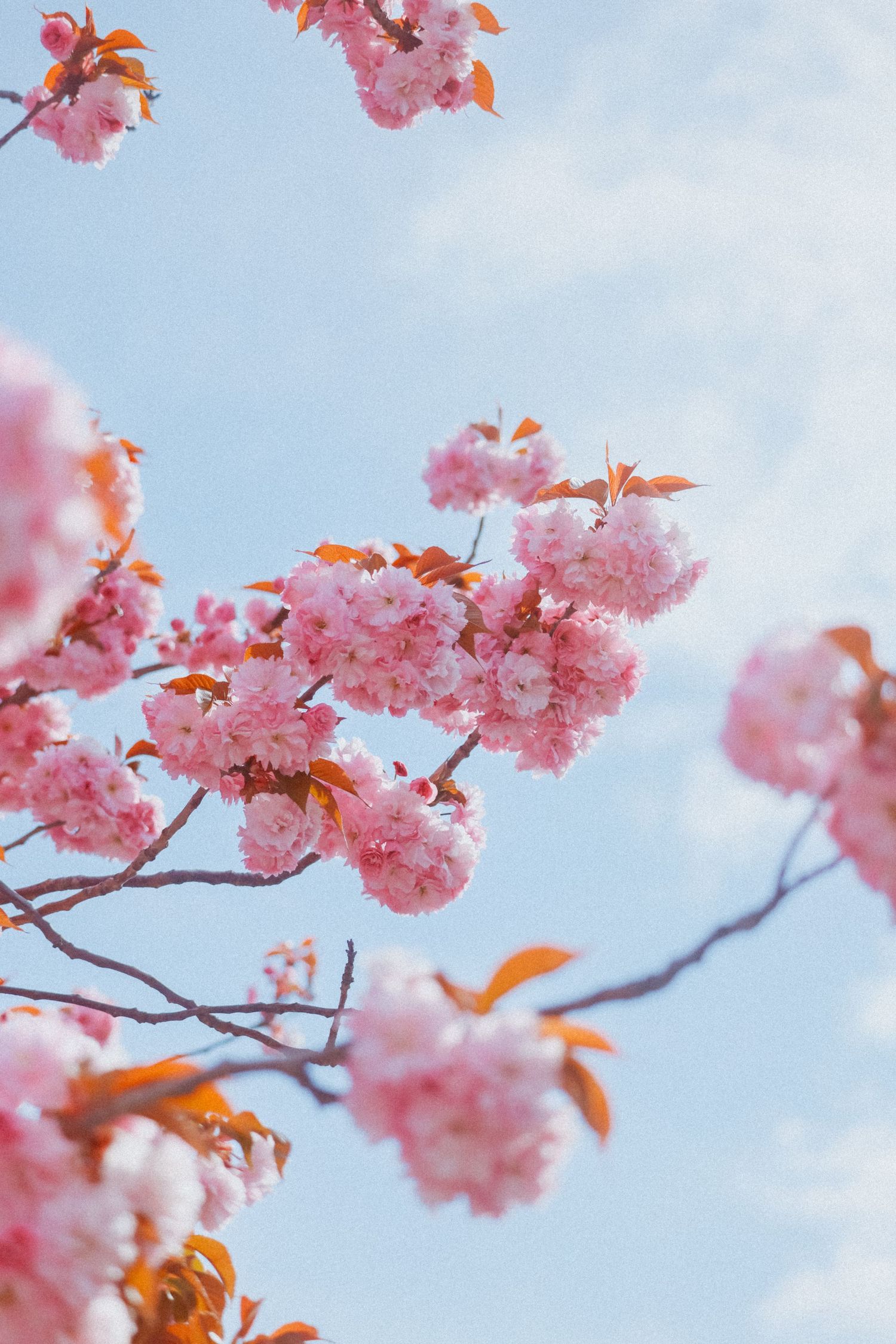 Pink cherry blossom branches in full bloom against a soft blue sky on a sunny spring day.
