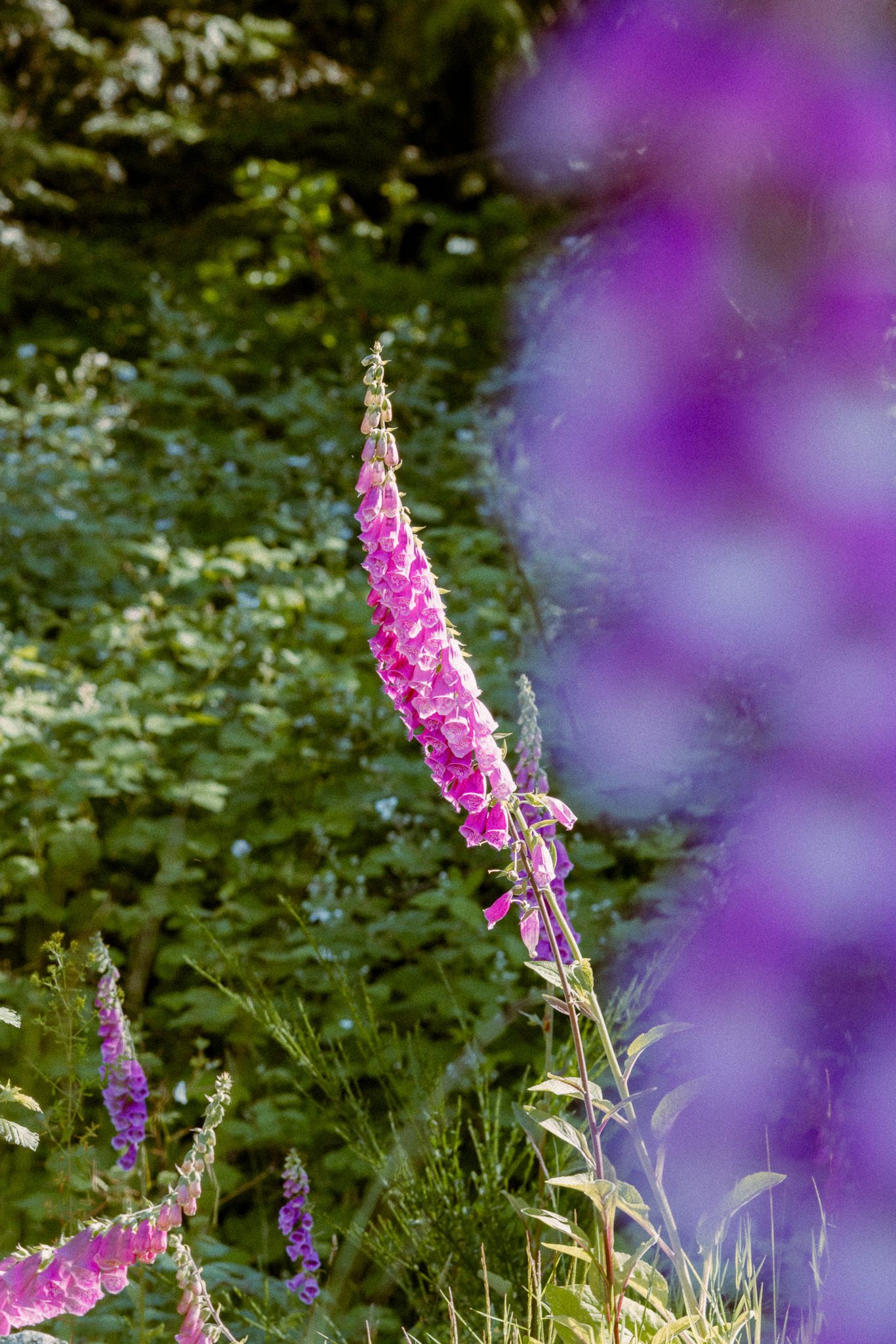 Tall pink foxglove flower in bloom against blurred purple background.