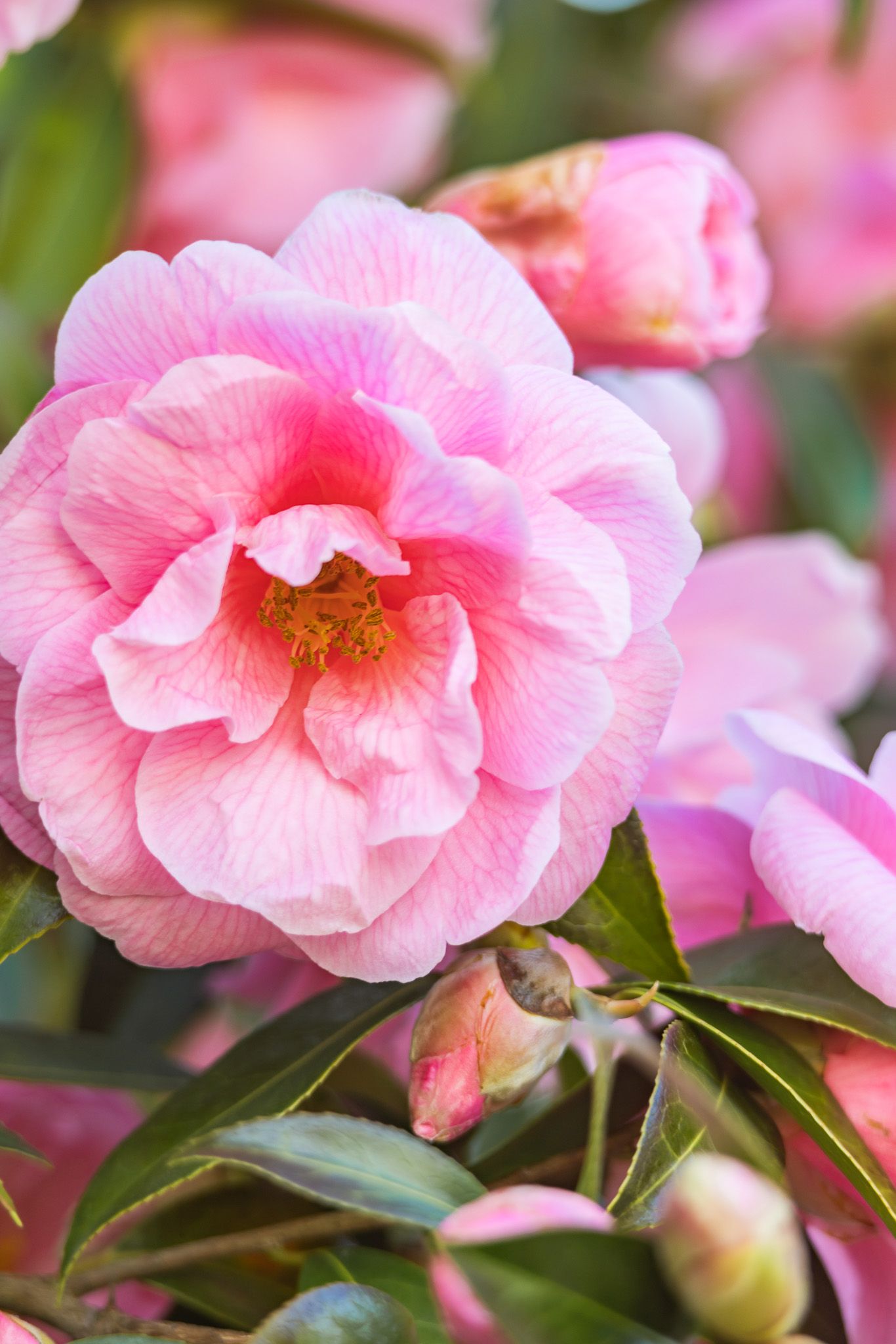 Close-up of pink camellia flower with delicate layered petals and yellow stamens in full bloom.