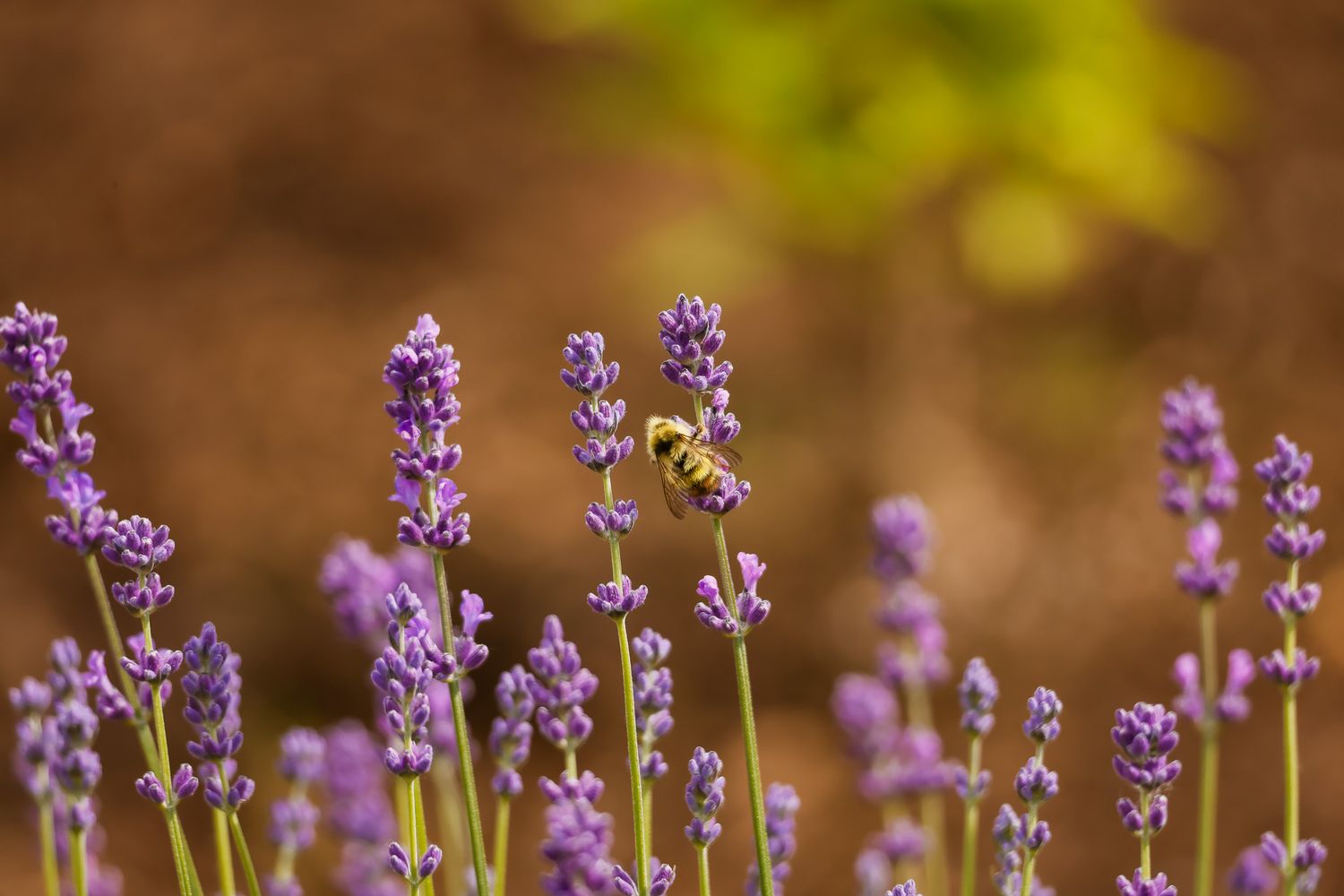 Purple lavender flowers blooming in rows against a soft brown bokeh background on a sunny day.