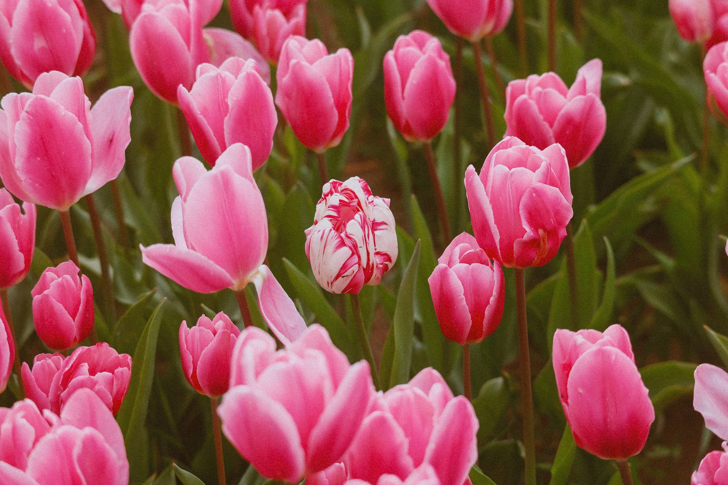 A vibrant field of pink tulips with one unique white and red striped tulip standing out among the blooms.