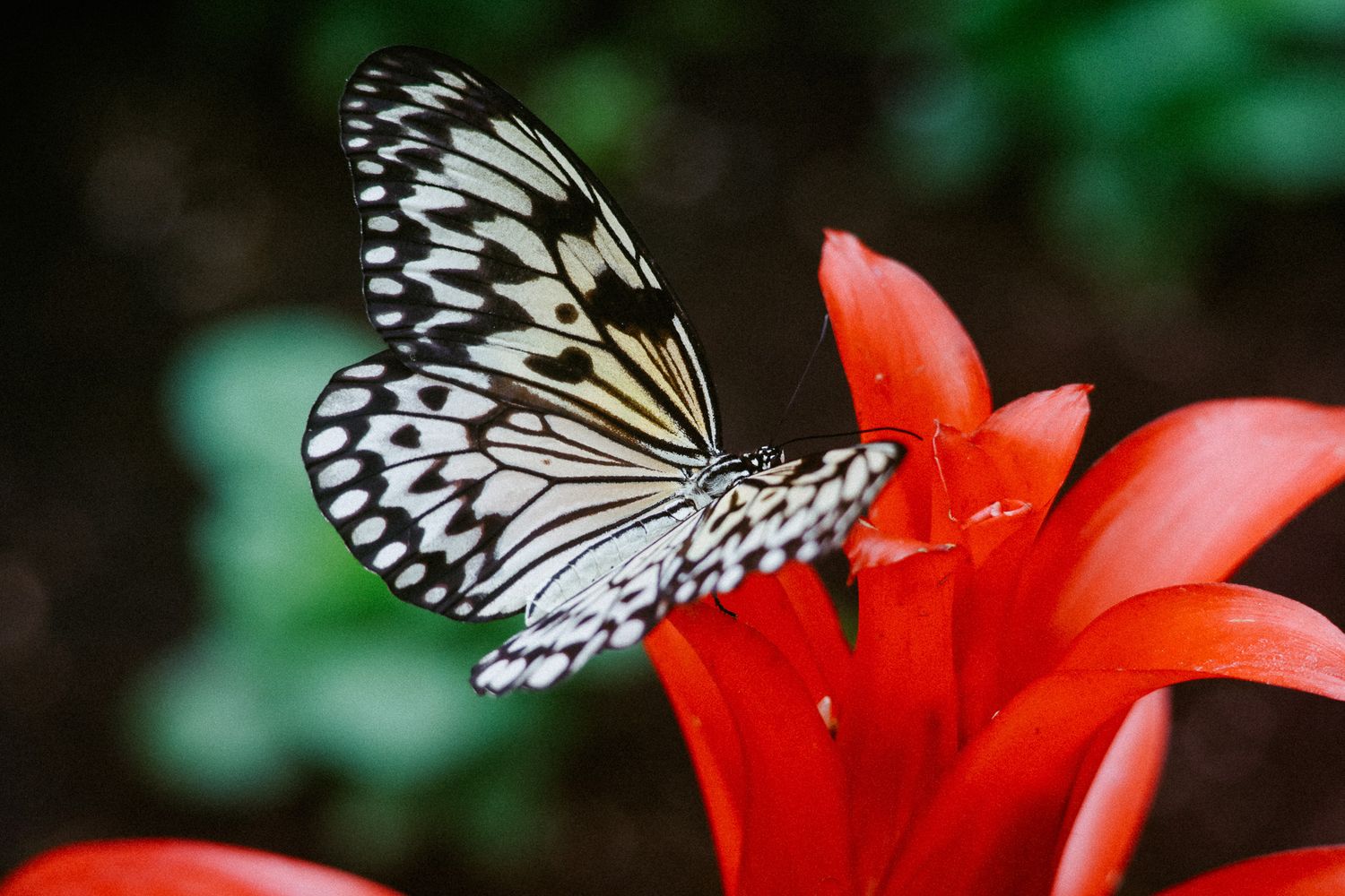 Black and white tree nymph butterfly perches delicately on a vibrant red tropical flower against blurred green background.