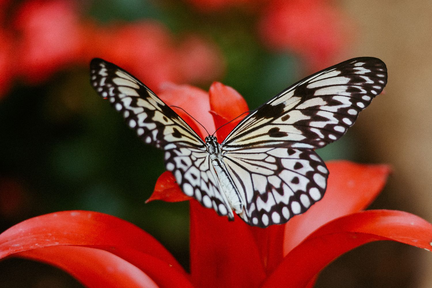 A black and white Tree Nymph butterfly rests on vibrant red petals with soft bokeh background.