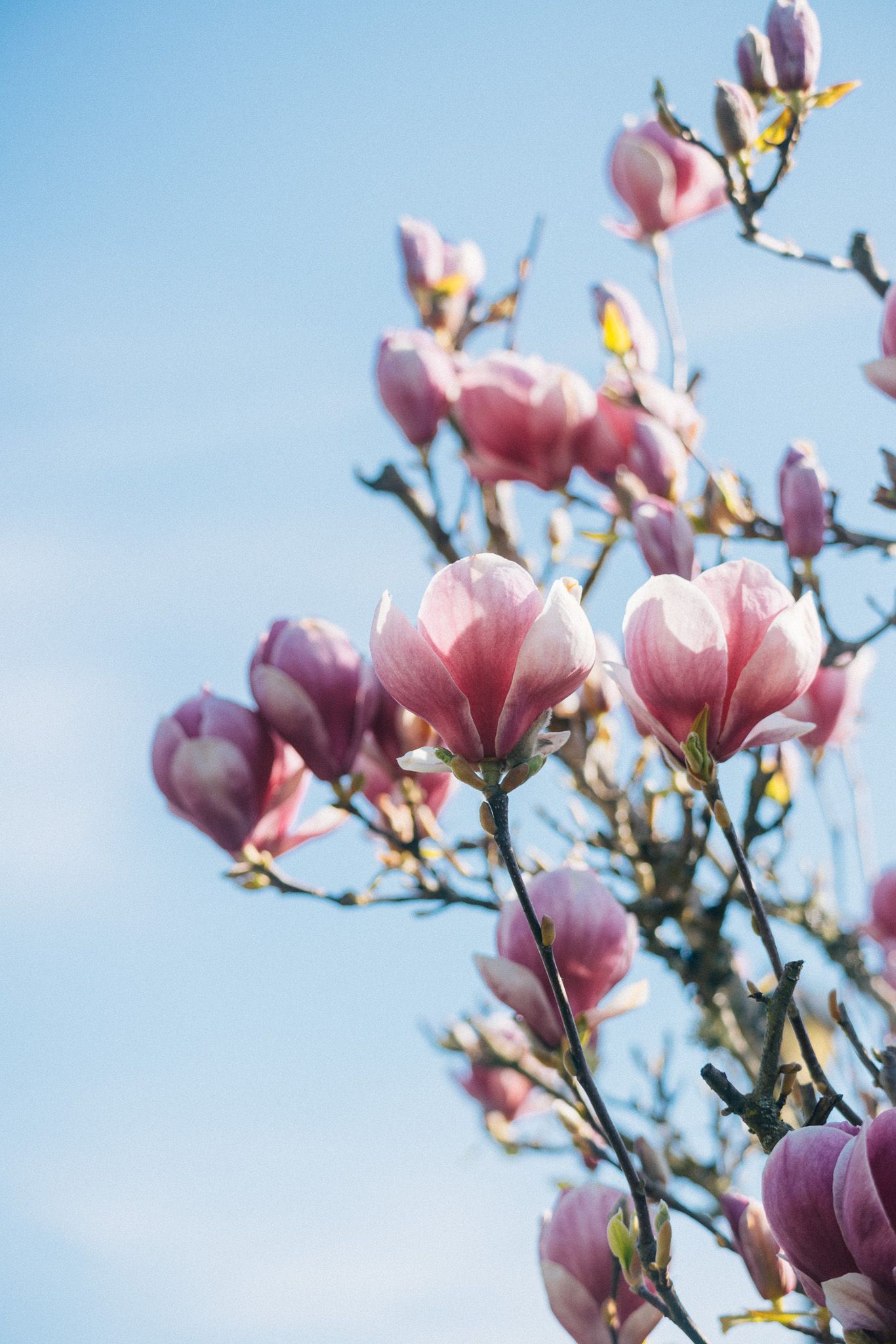 Pink magnolia blossoms bloom against a soft blue spring sky with delicate petals and branches reaching upward.