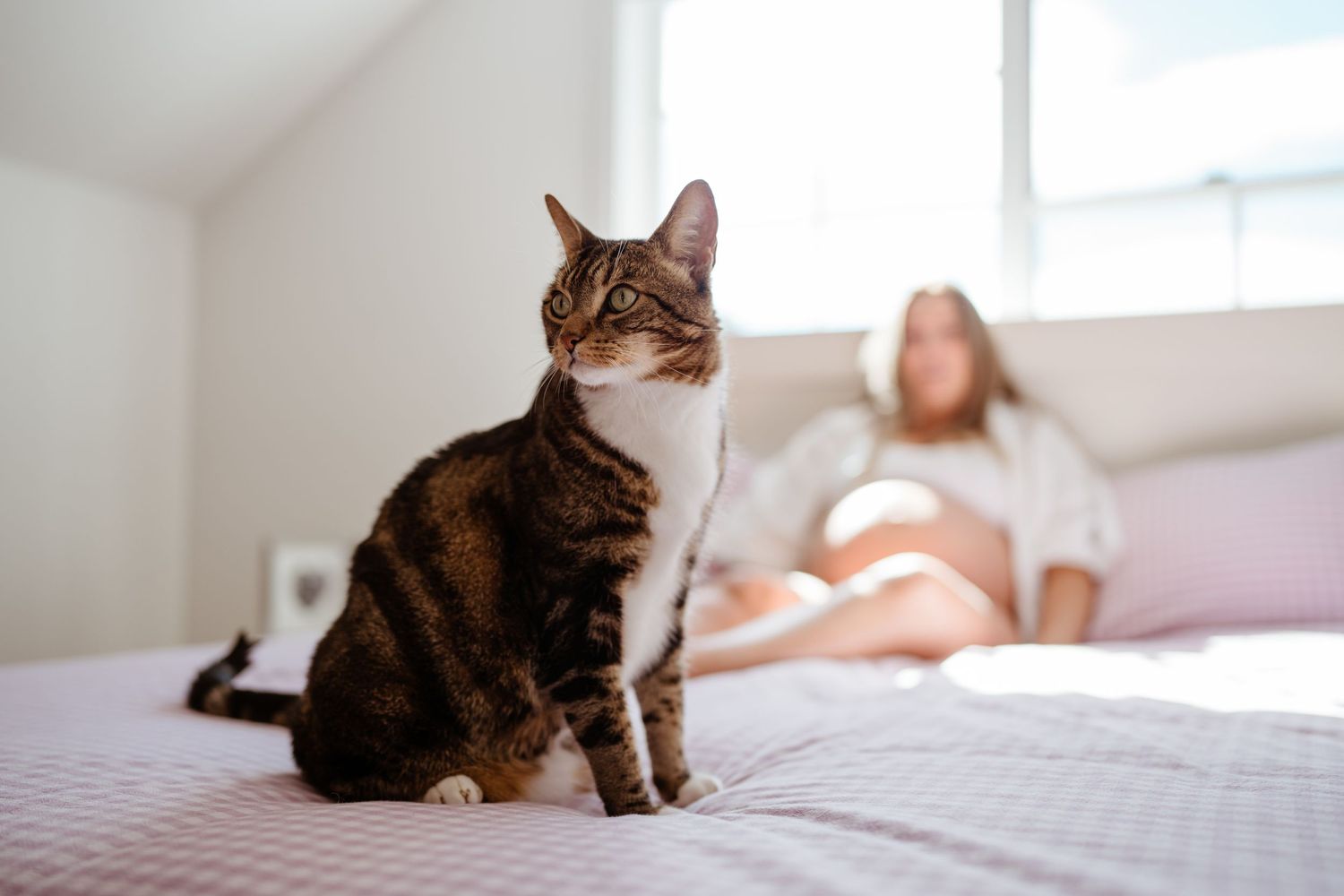 Pet Photography