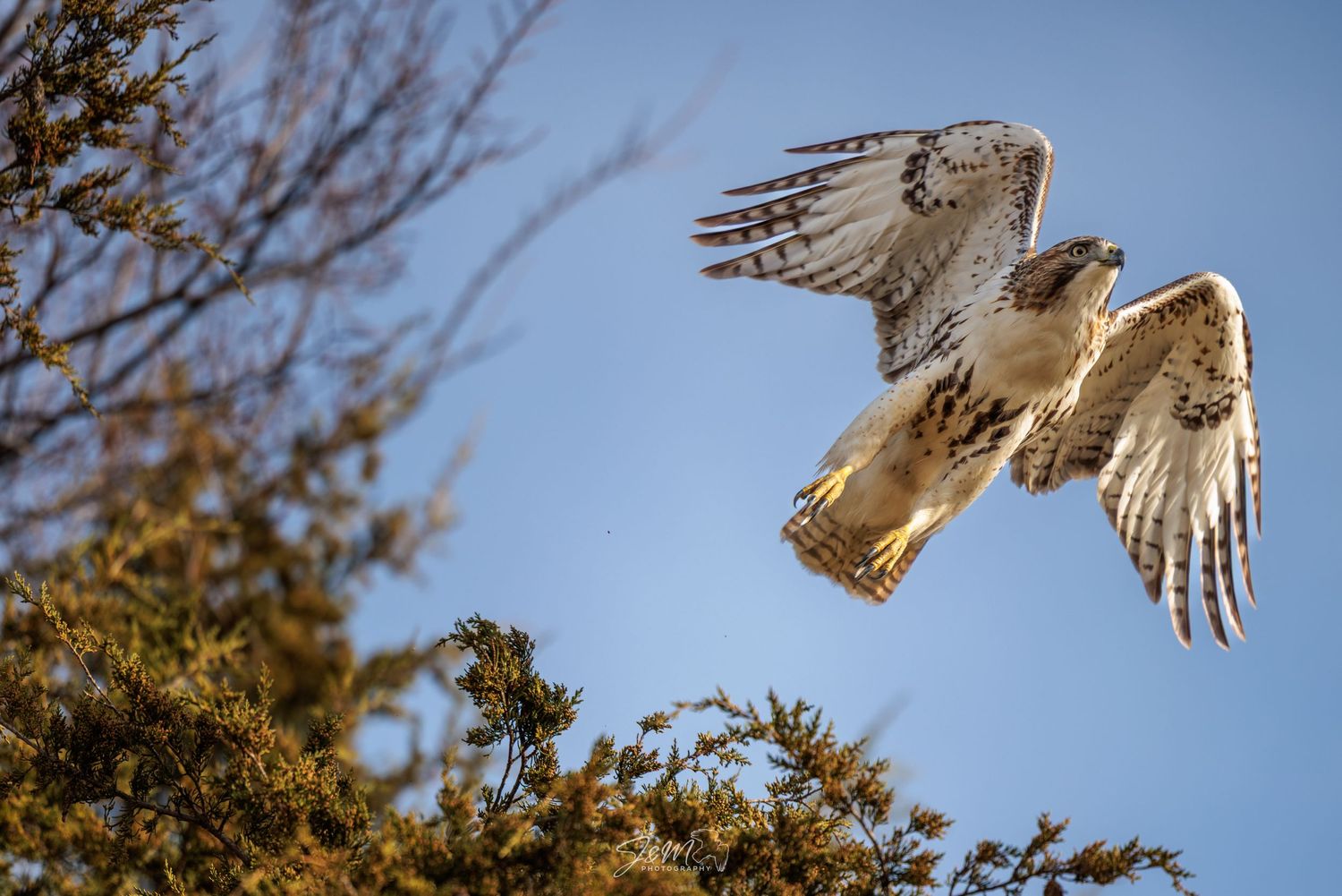 A magnificent Red-tailed Hawk spreads its wings while soaring near tree branches against a bright blue sky.