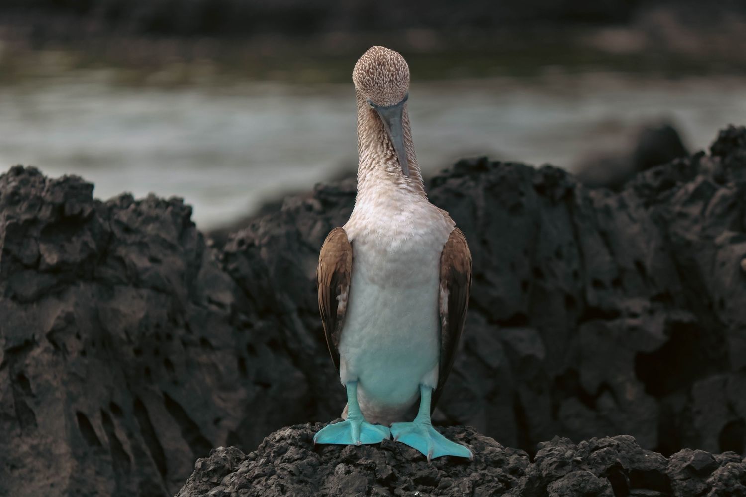 A blue-footed booby bird stands on dark volcanic rocks near the ocean shore.