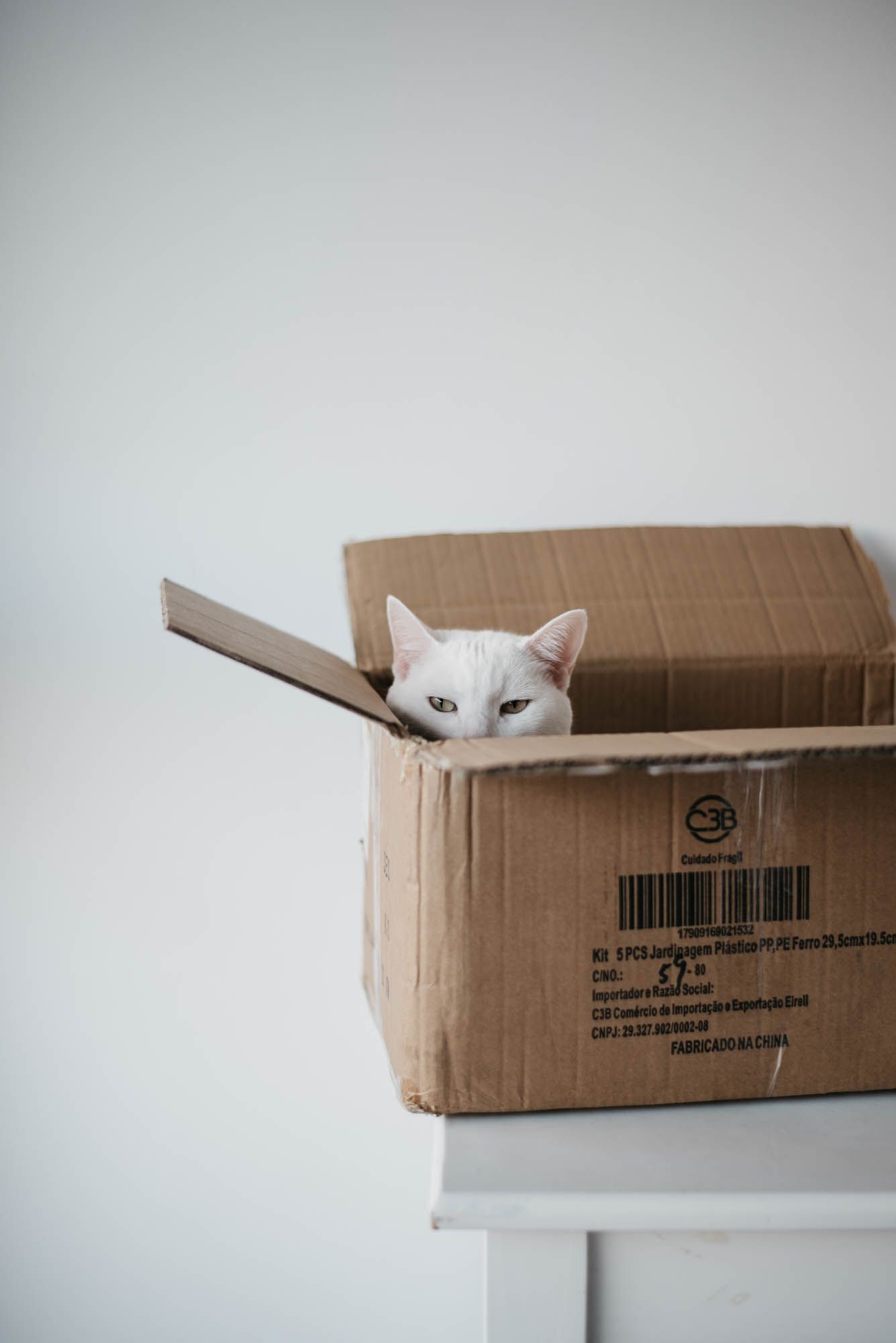 meu gato