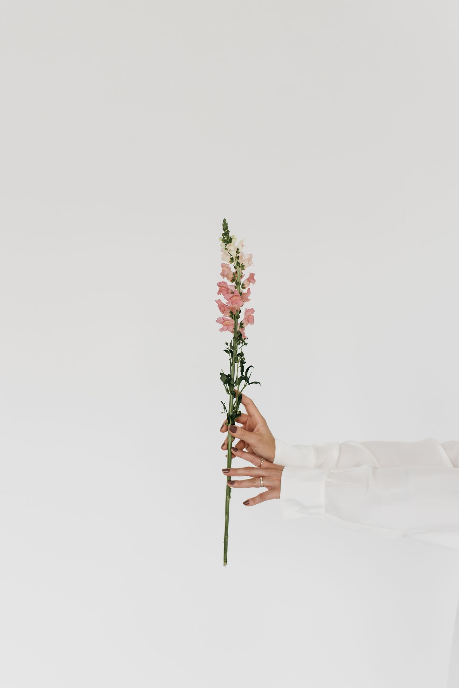 flores