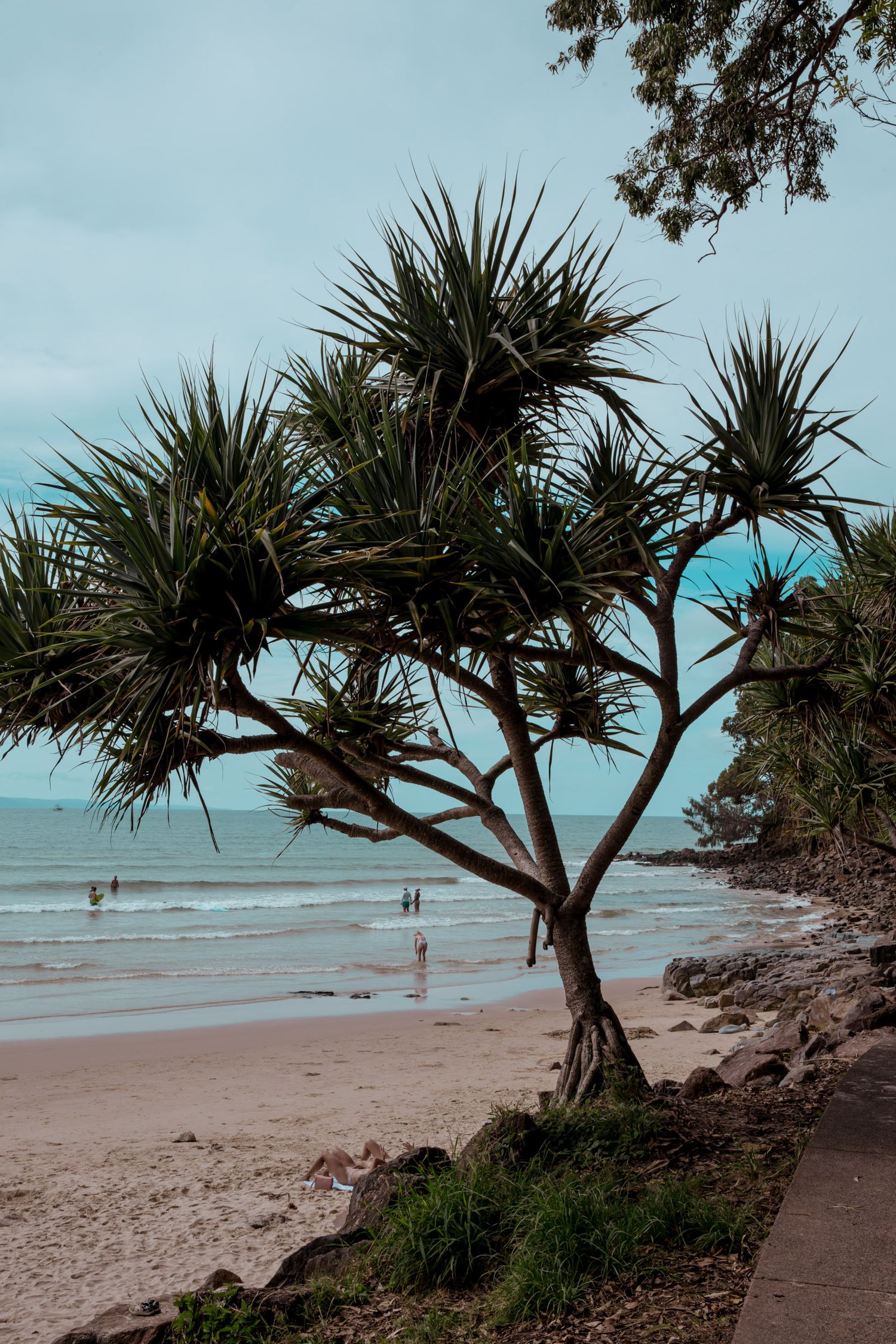 A windswept pandanus palm tree leans over a sandy beach with gentle waves in the distance.