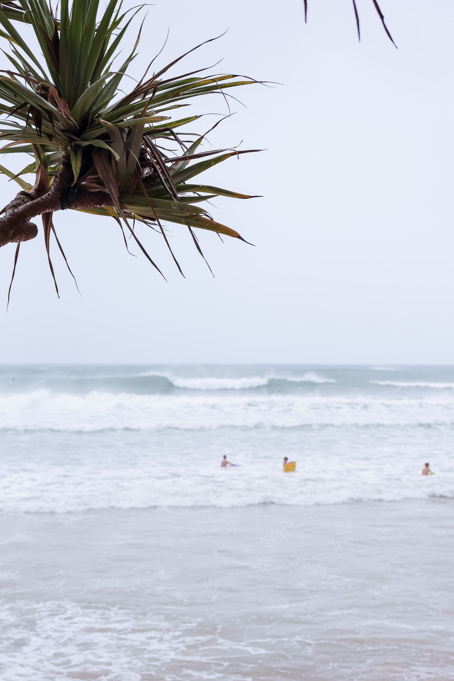 Palm frond frames surfers in distant ocean waves under cloudy skies.