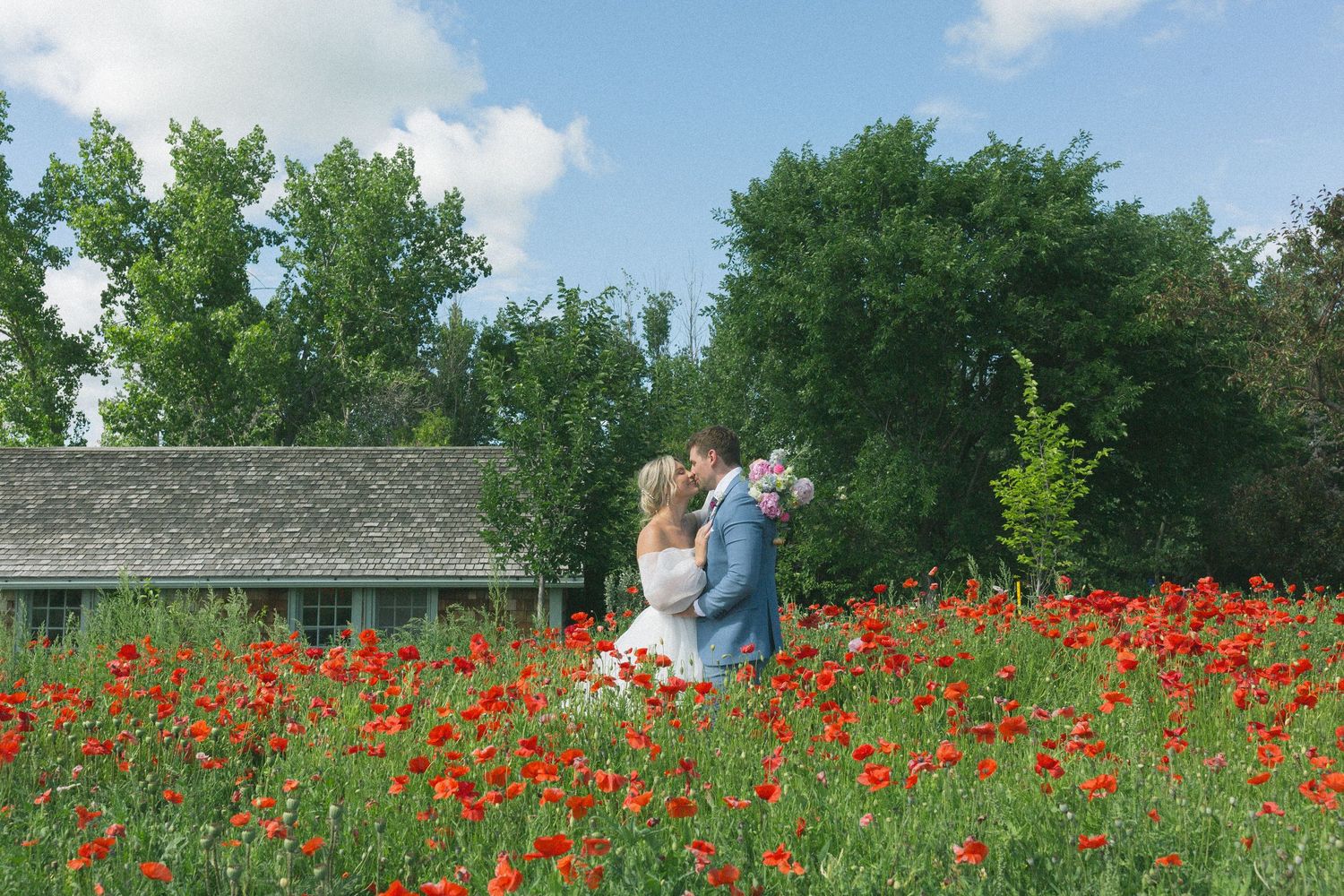A vibrant field of red poppies blooms against green foliage in a rural landscape setting.