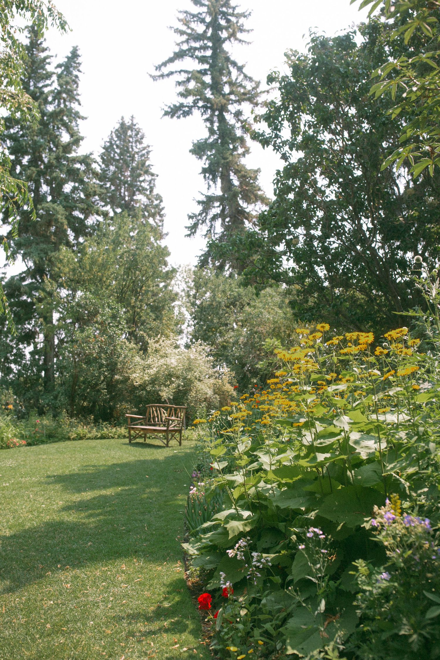 A peaceful garden path leads to a wooden bench surrounded by tall evergreen trees and yellow wildflowers.
