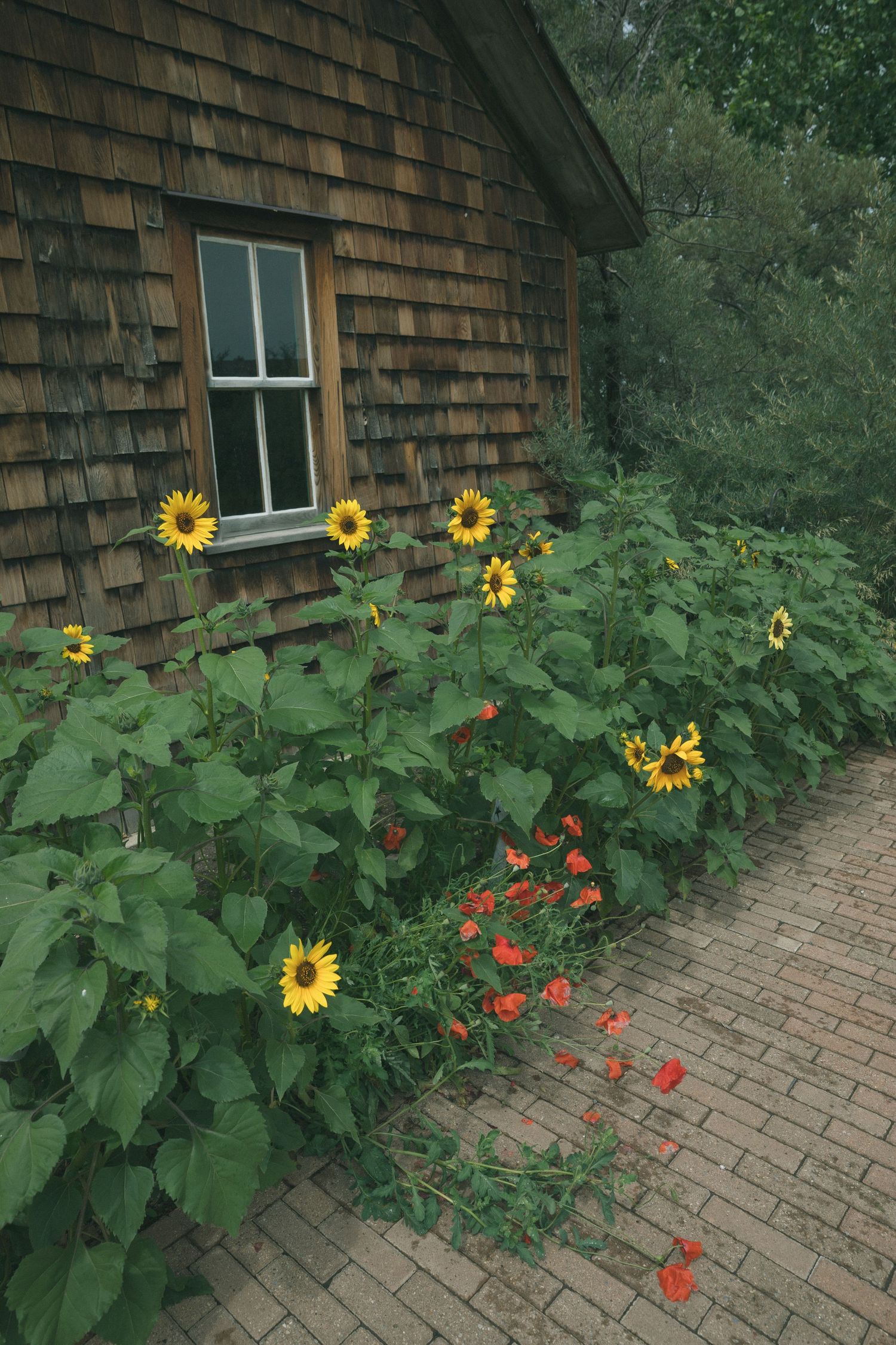 Sunflowers and red flowers bloom along a brick pathway next to a cedar-shingled building.