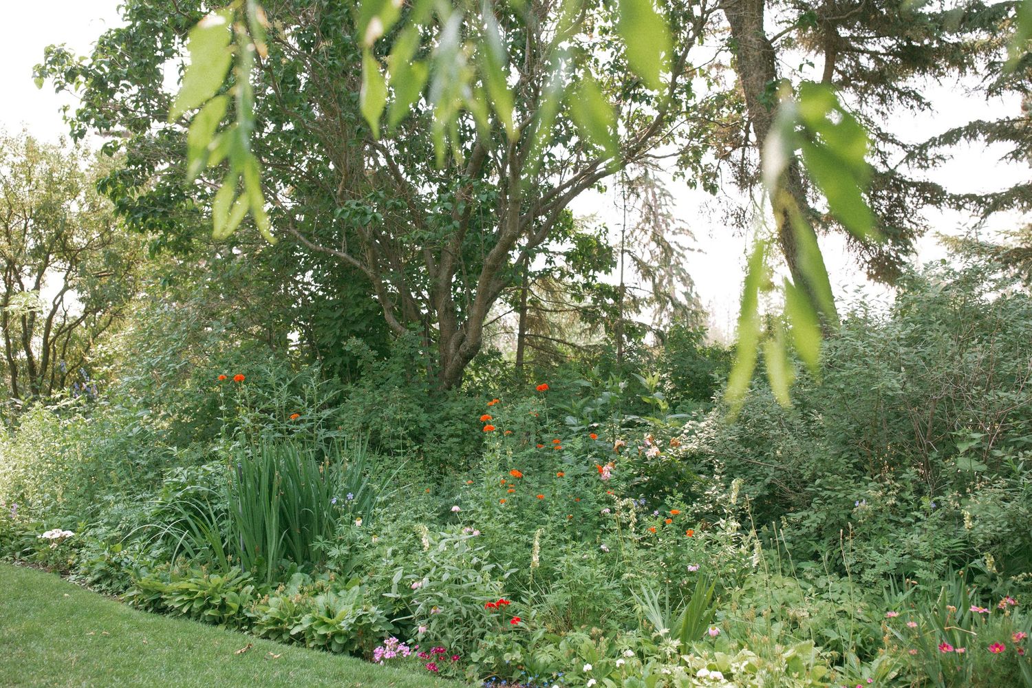 Lush garden landscape with tall trees and flowering plants in natural setting.