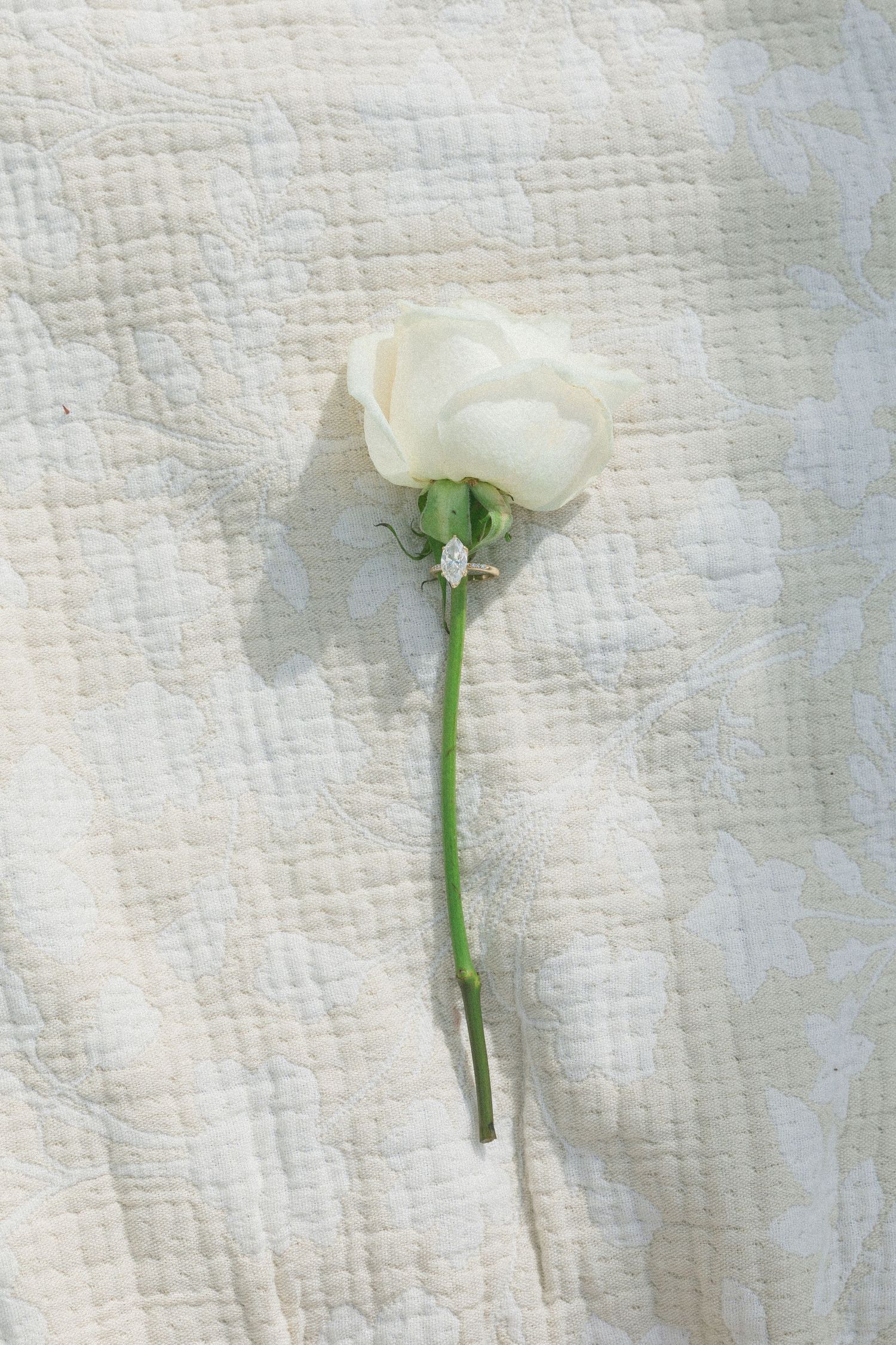 A series of white roses laid against a textured white fabric background.