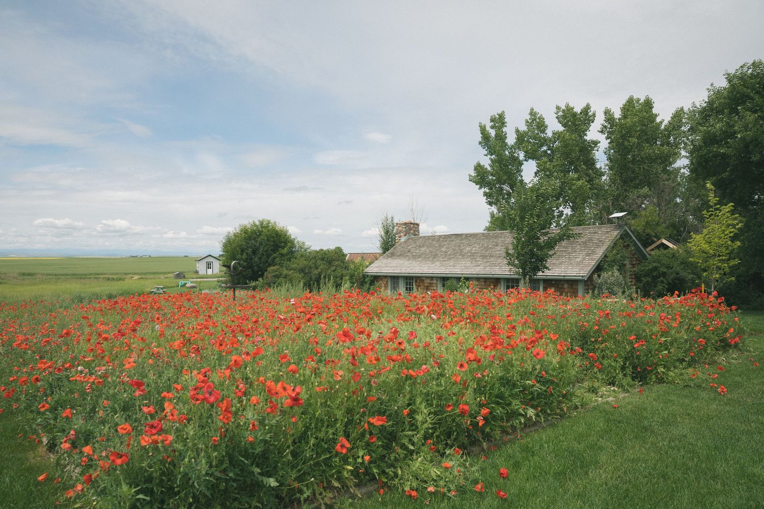 A rustic farmhouse surrounded by vibrant red poppies in a green rural landscape.