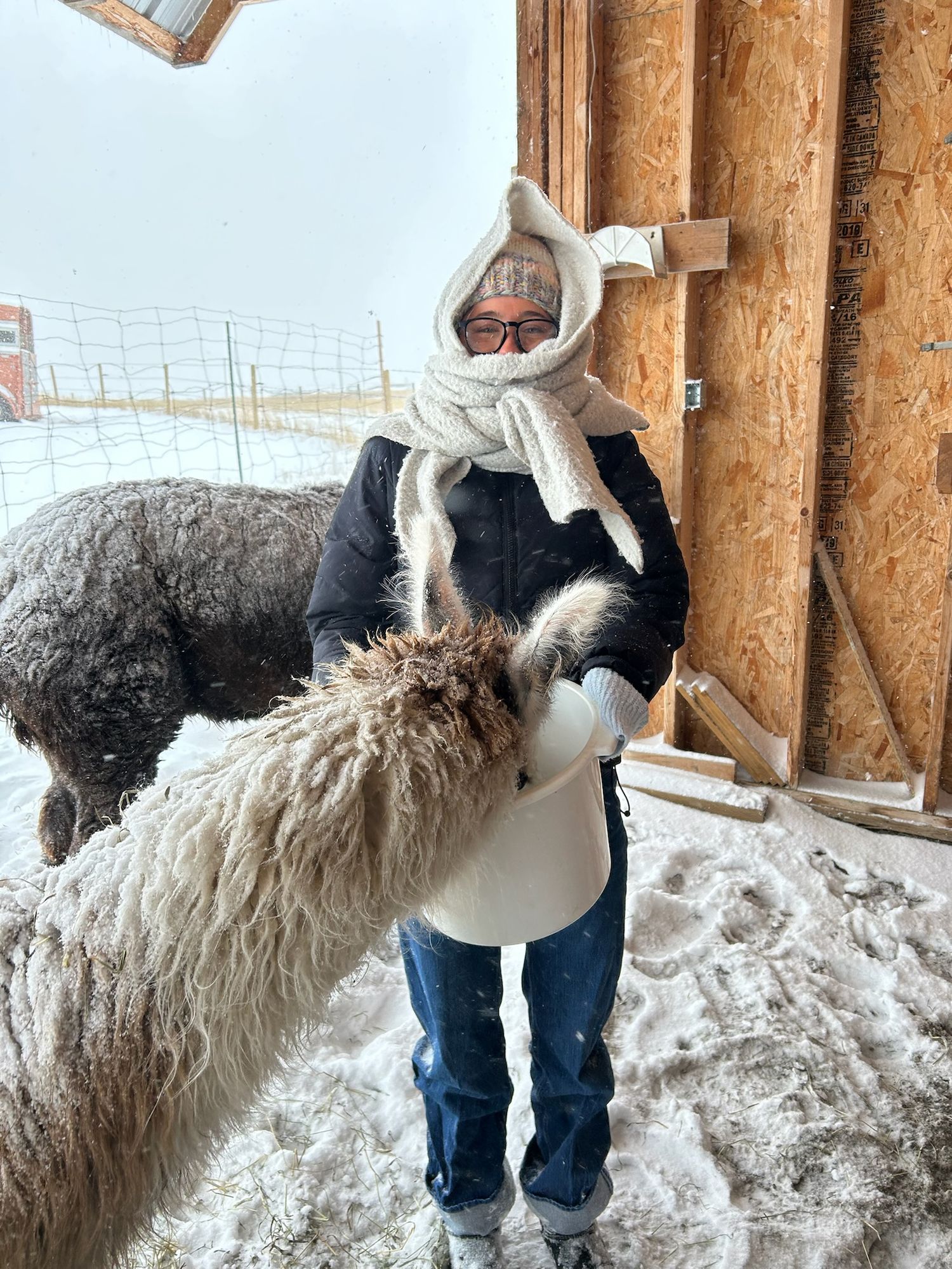 Person in winter gear being approached by curious alpacas in a snowy enclosure.