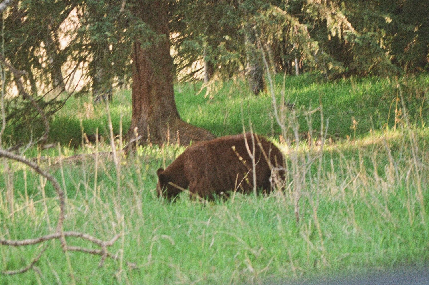 A brown bear foraging in tall green grass near a tree in a natural forest setting.